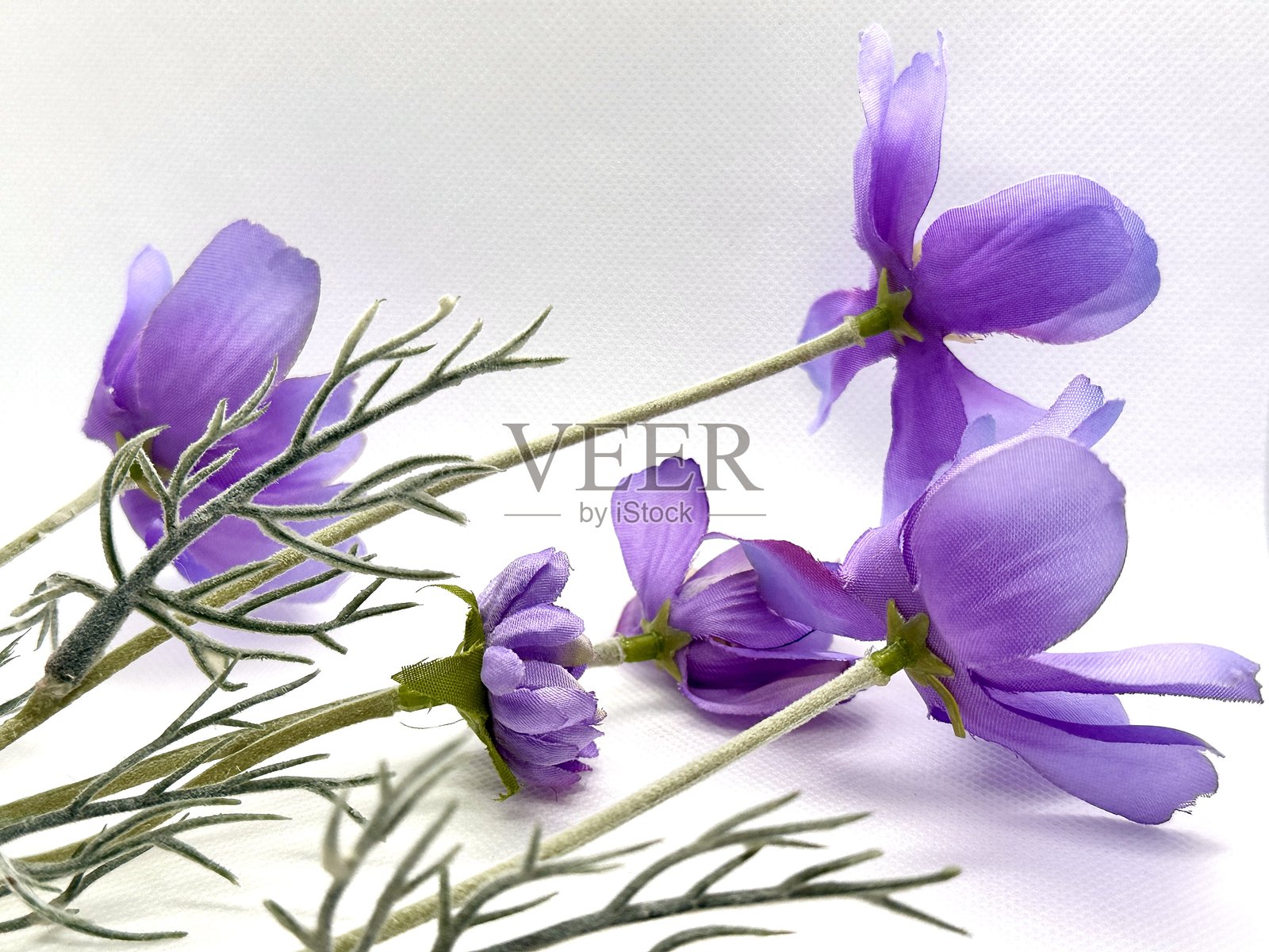 白色背景上带有绿色茎的精致紫色花朵，展示着自然之美与优雅，适合用于花卉布置和装饰。照片摄影图片