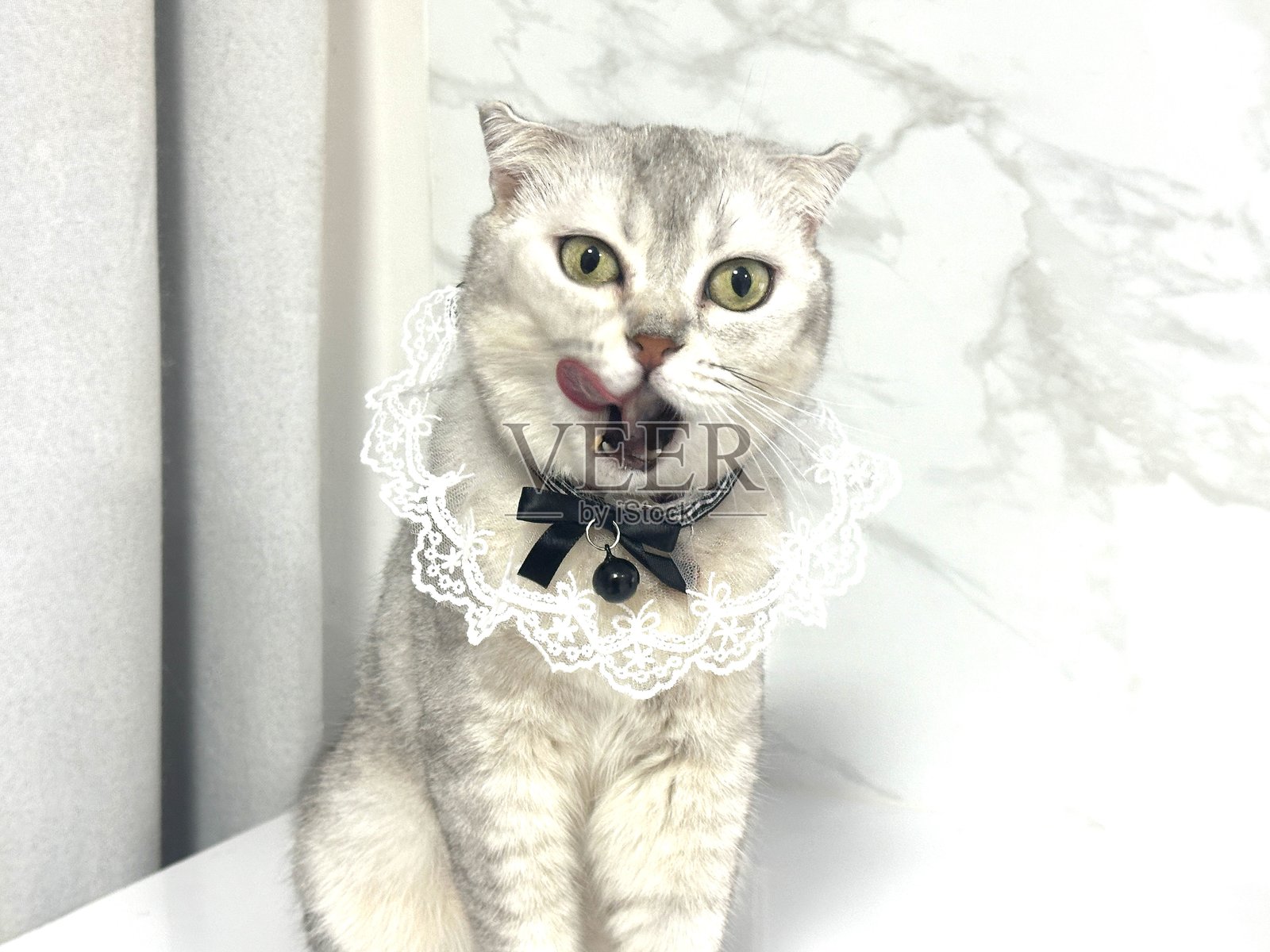 可爱猫咪戴着蓬松的项圈和领带，在时尚的室内环境中俏皮地摆姿势，非常适合宠物爱好者和动物爱好者捕捉奇妙瞬间照片摄影图片