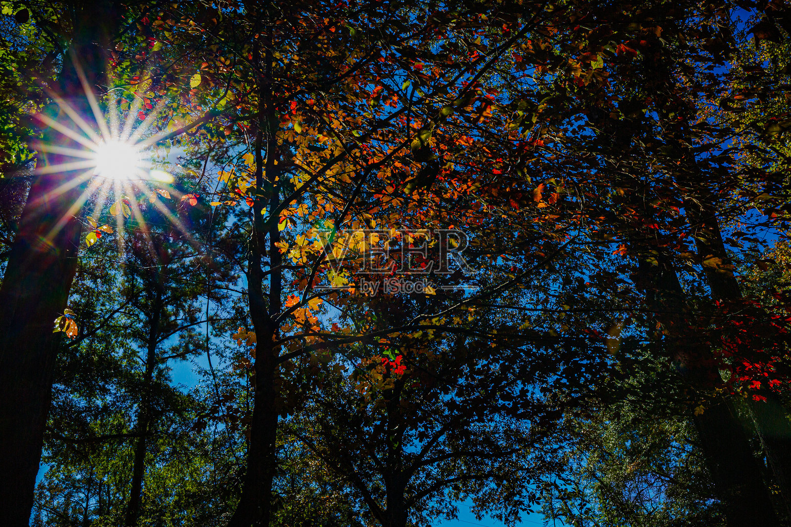 秋季林地阳光闪耀的景象！照片摄影图片