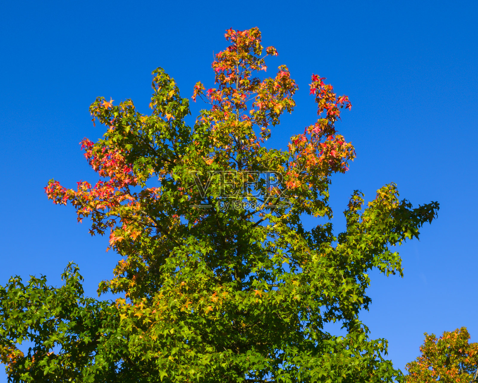 绿色的树叶，色彩斑斓的树冠，背景是湛蓝的天空照片摄影图片