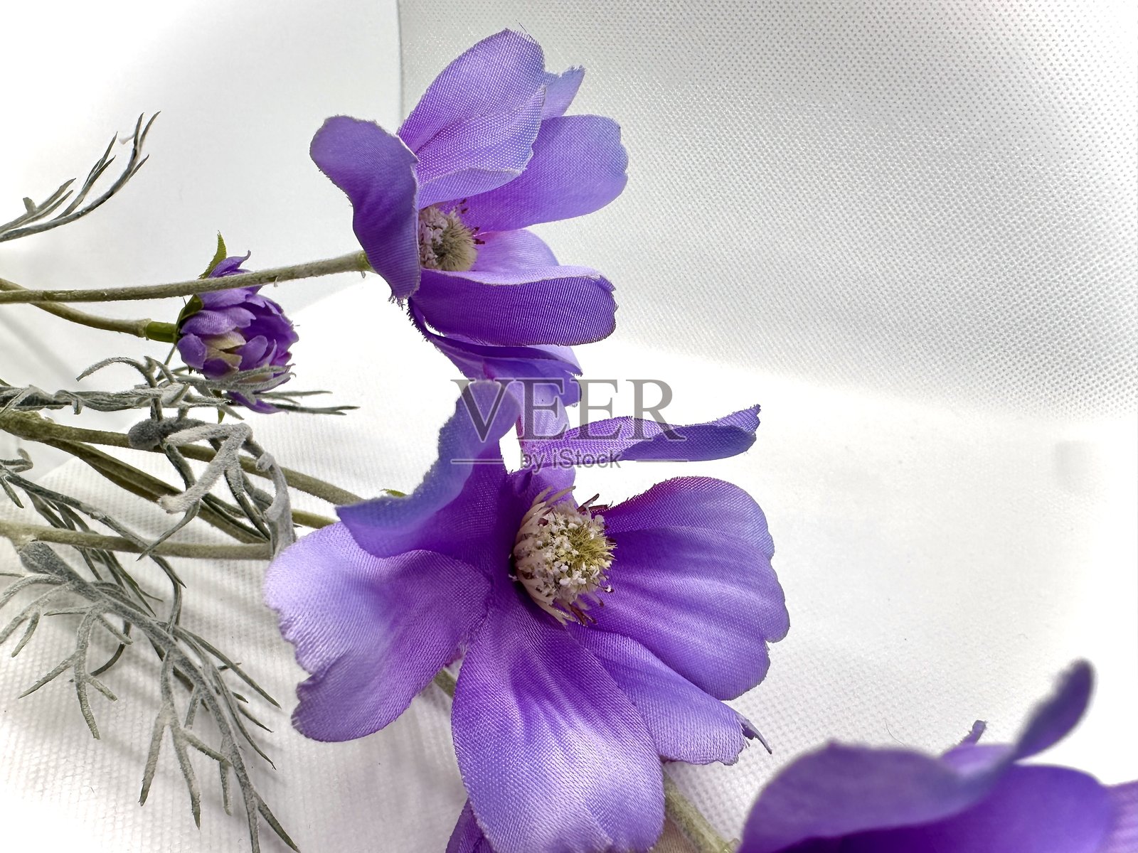 拥有精致花瓣和柔和质地的美丽紫色花朵，在干净的白色背景上展现出充满活力的色彩，适合用于花卉装饰。照片摄影图片