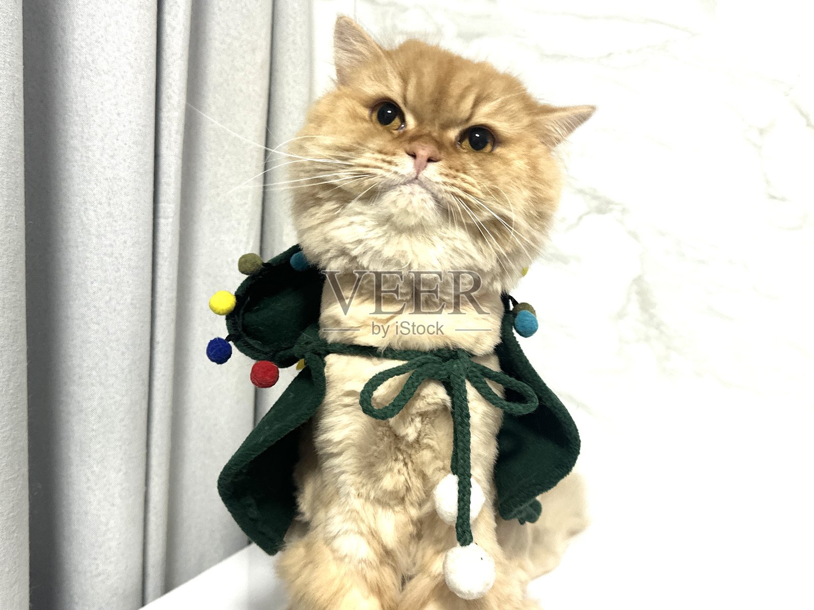 一只可爱的姜黄色猫咪，身披节日绿色披风，上面装饰着彩色的绒球，适合节日庆典或圣诞主题的宠物摄影。照片摄影图片