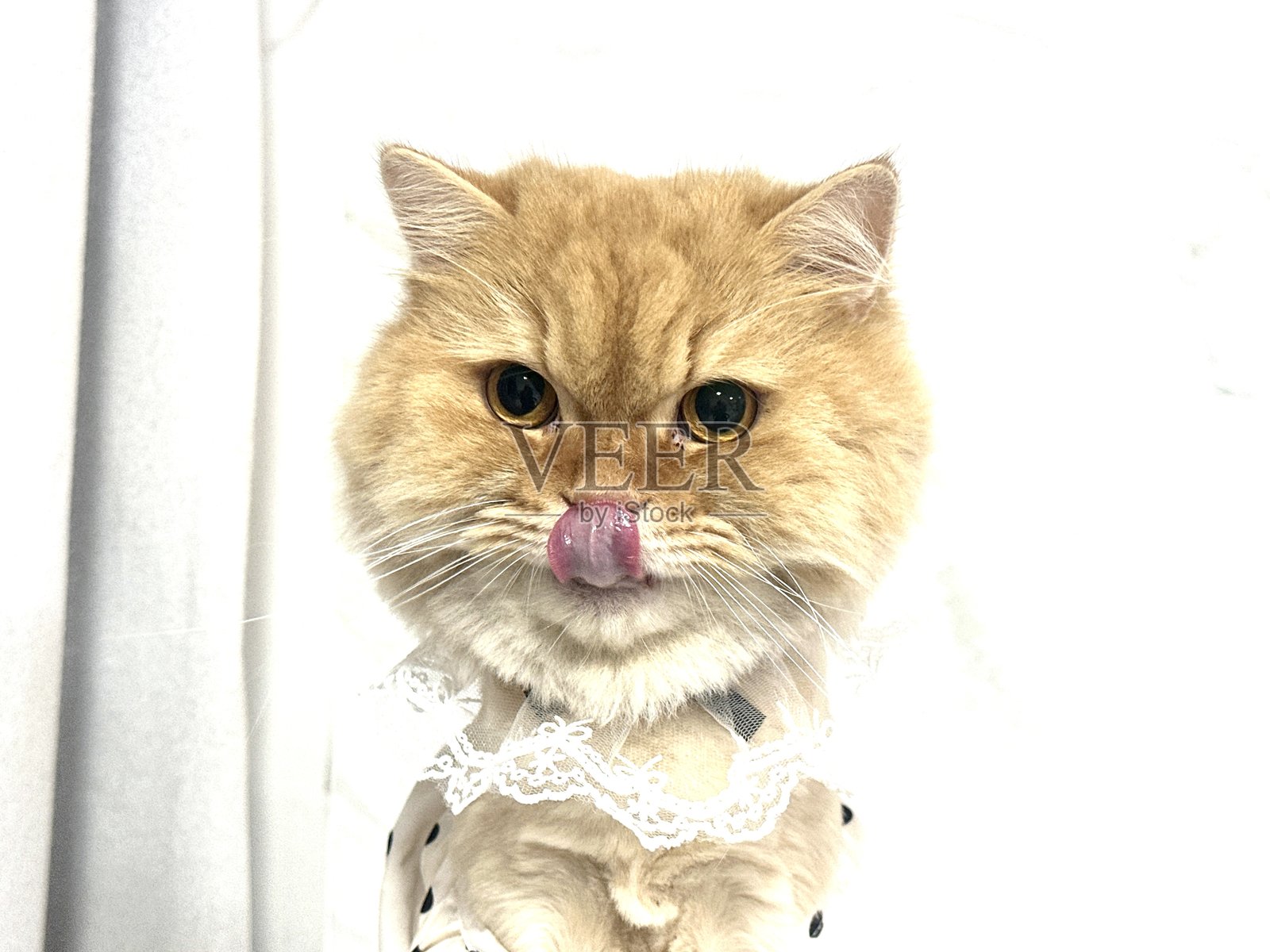 一只毛茸茸的可爱猫咪，金色的毛皮，戴着蕾丝项圈，吐着舌头，在明亮的白色背景前摆姿势，展现其顽皮的天性照片摄影图片