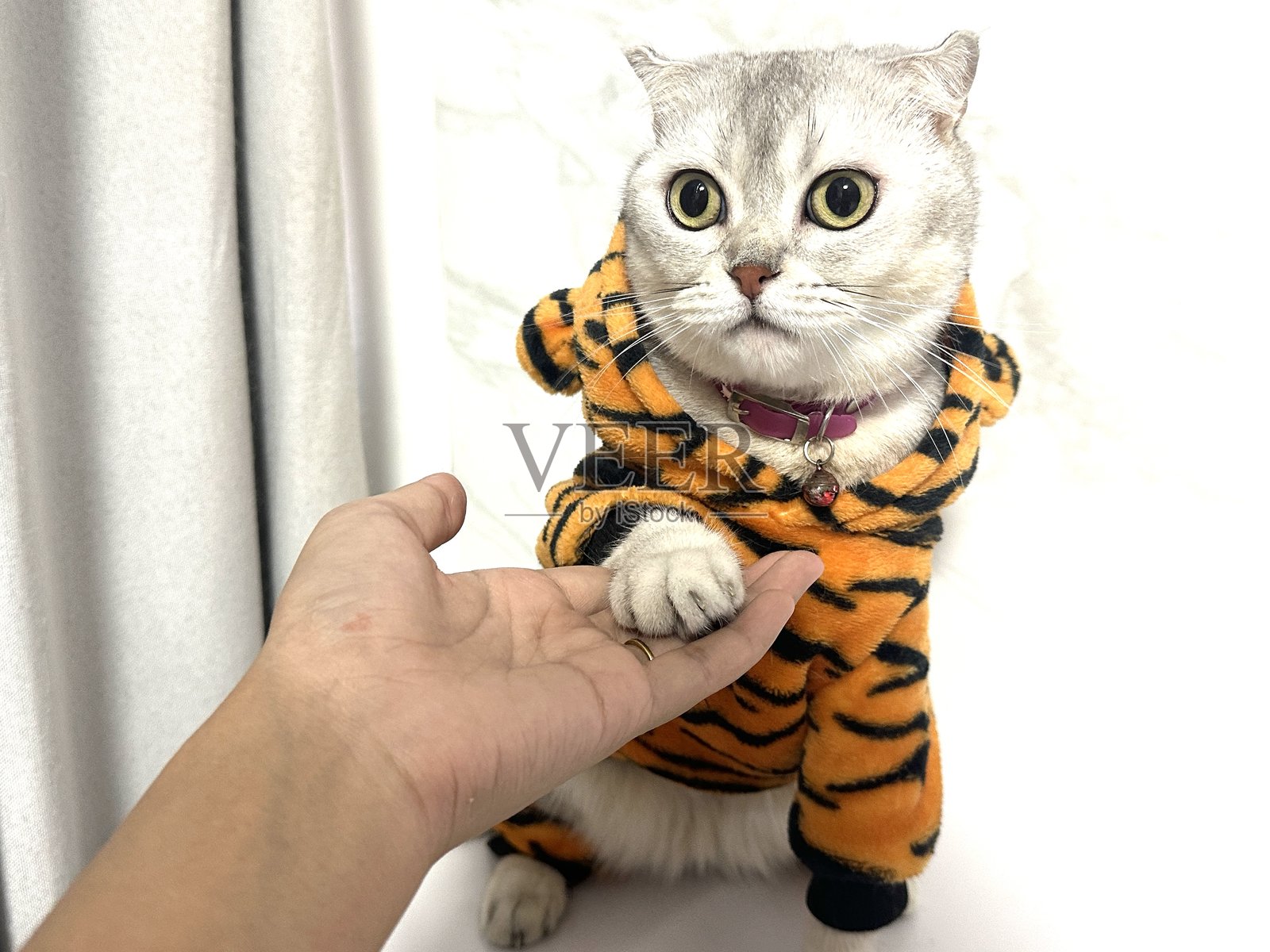 一只可爱的猫咪穿着老虎服装，伸出手与人的手互动玩耍，展现了友谊和独特宠物时光的魅力。照片摄影图片