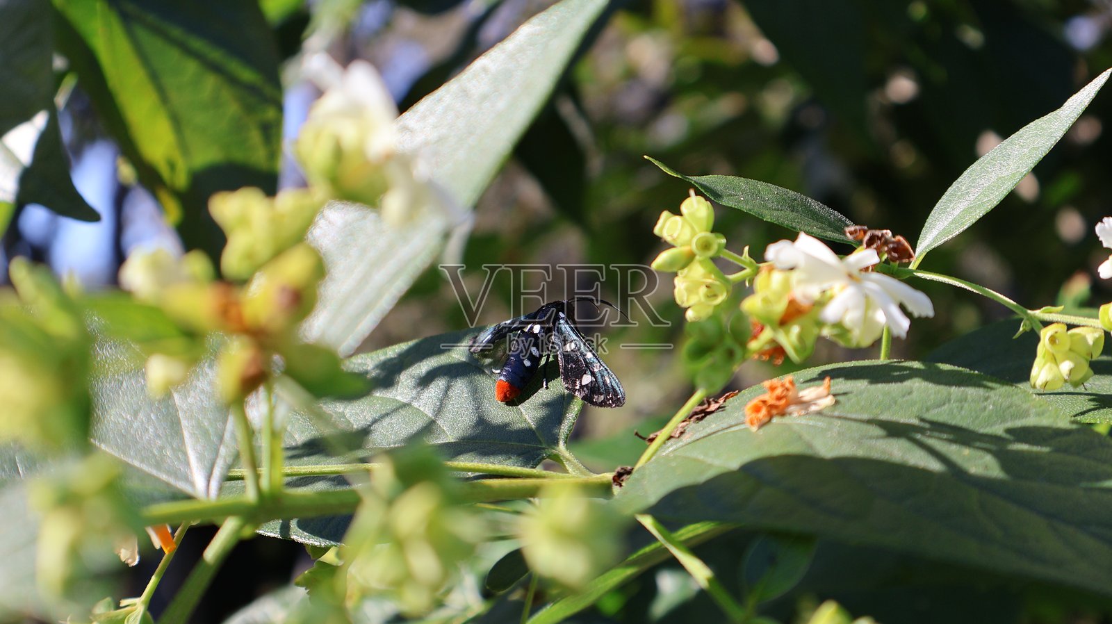 一只身披虹彩般蓝绿色翅膀、带有白色斑点和鲜红橙色腹部的波点黄蜂蛾（Syntomeida epilais）在晴朗的微风中，停歇在一片绿色的夜来香或石蒜（Nyctanthes arbor-tristis）叶子上。照片摄影图片