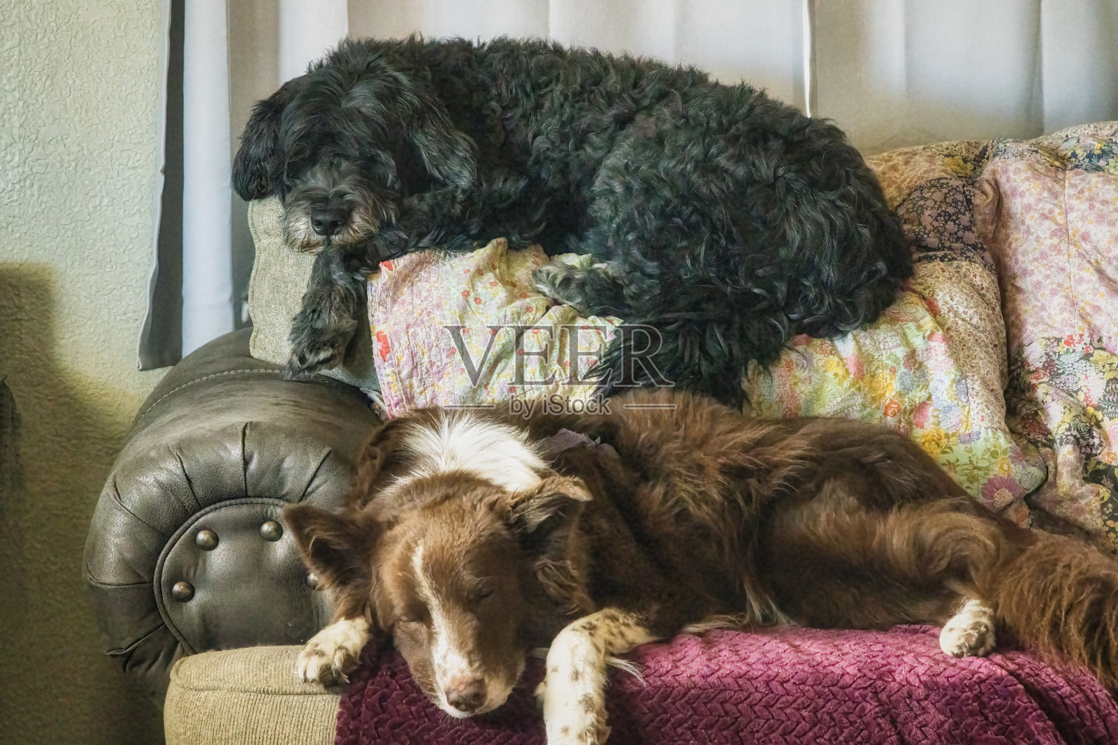 一对狗在沙发上睡觉照片摄影图片