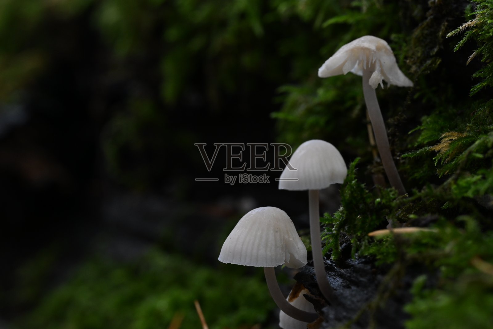 我们来了（横版）照片摄影图片