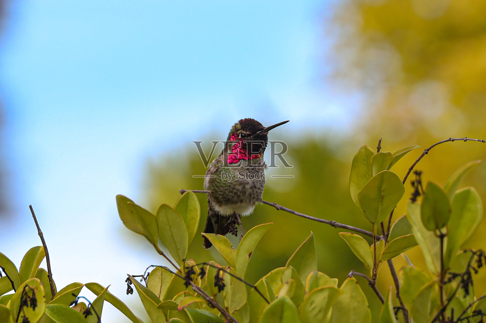 一丝寒意照片摄影图片