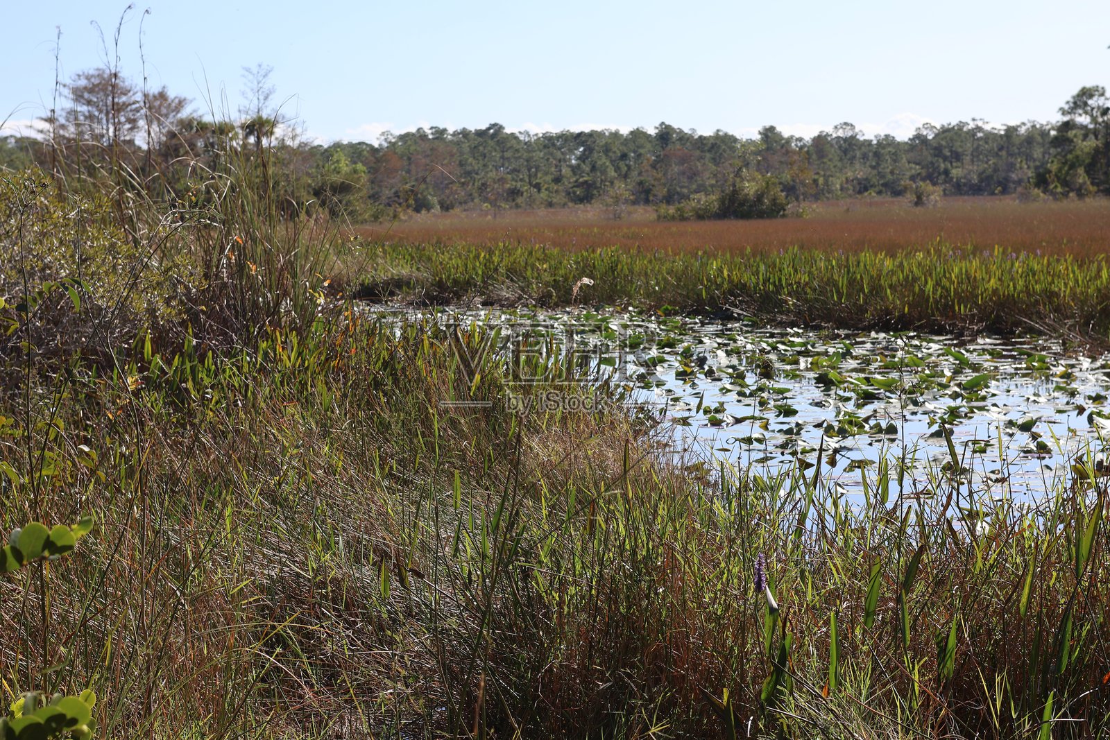 南佛罗里达湿地景观照片摄影图片
