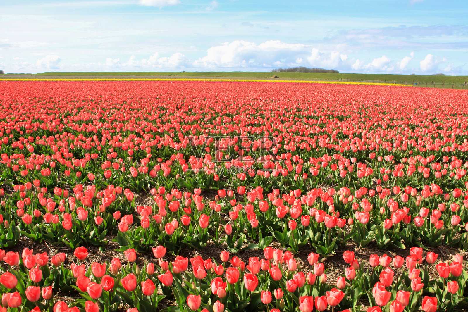 泰塞尔岛奥德斯希尔德附近的广阔红郁金香花田照片摄影图片