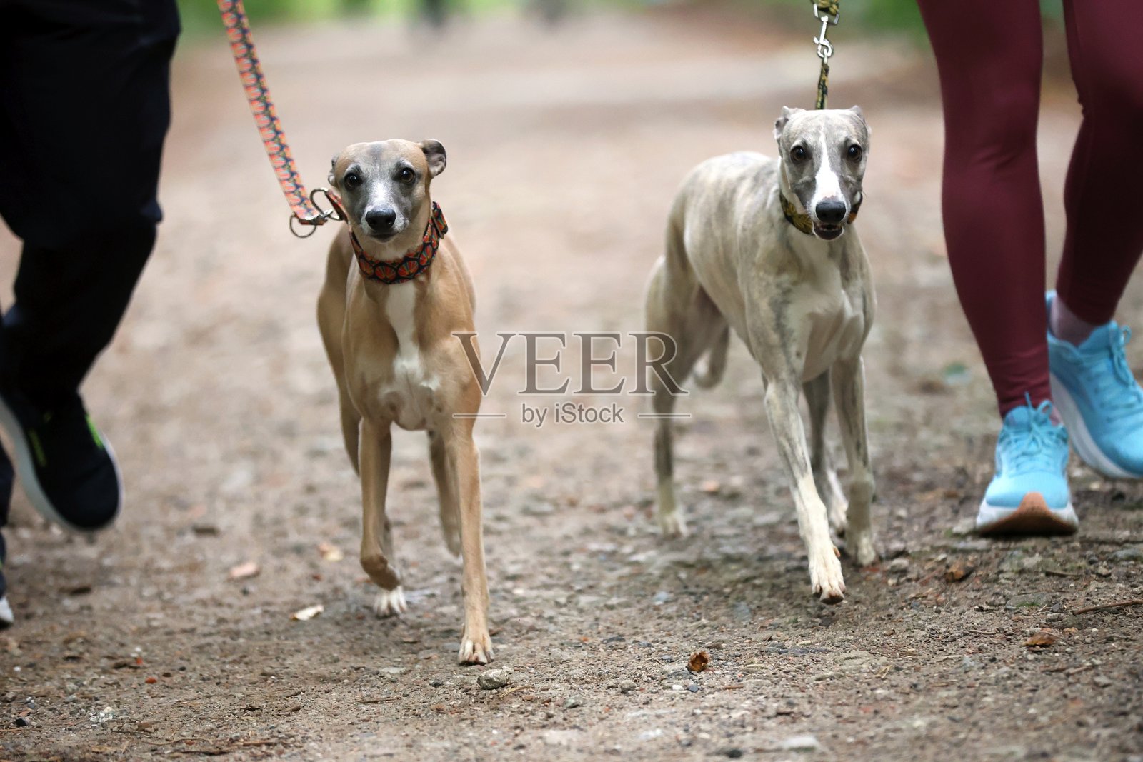 两只灵缇犬在主人的牵引下，走在土路上照片摄影图片
