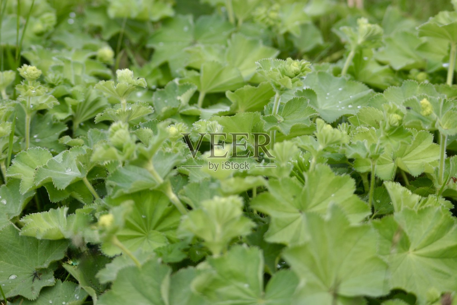 叶缘呈扇贝状的绿叶银莲花(Alchemilla mollis)密集簇生,开着柔和的黄绿色花朵。非常适合用于植物学、花园或自然背景主题。图片 ...