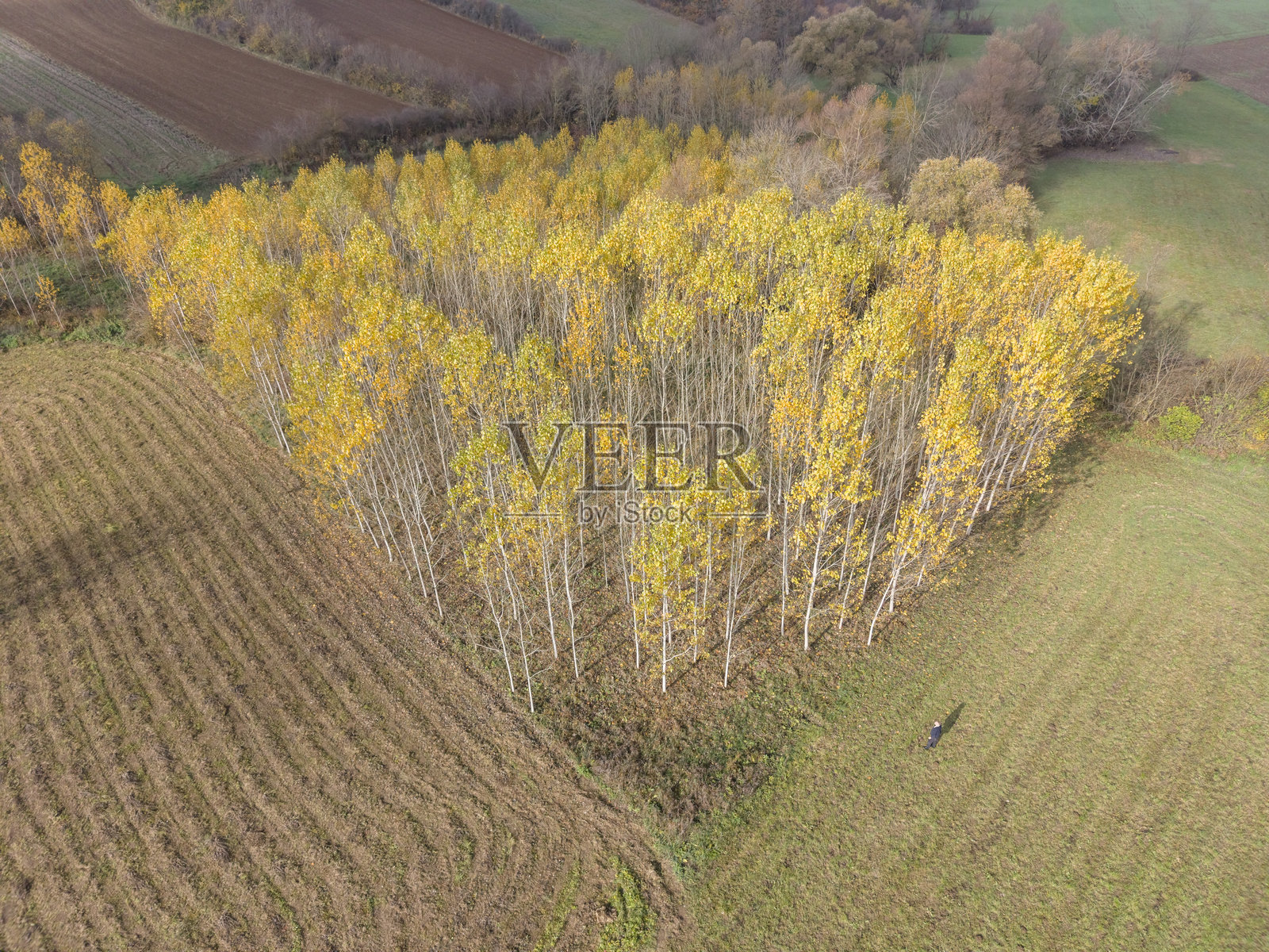 快速生长的树木种植园照片摄影图片