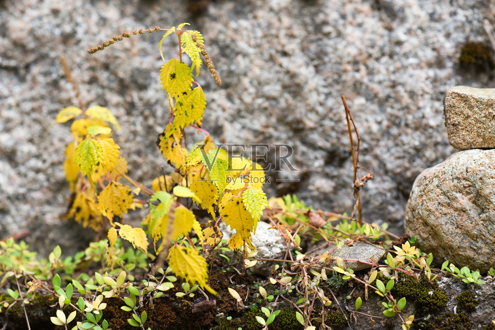 秋季植物叶子叶子叶子叶子叶子叶子叶子叶子叶子叶子叶子叶子叶子叶子照片摄影图片