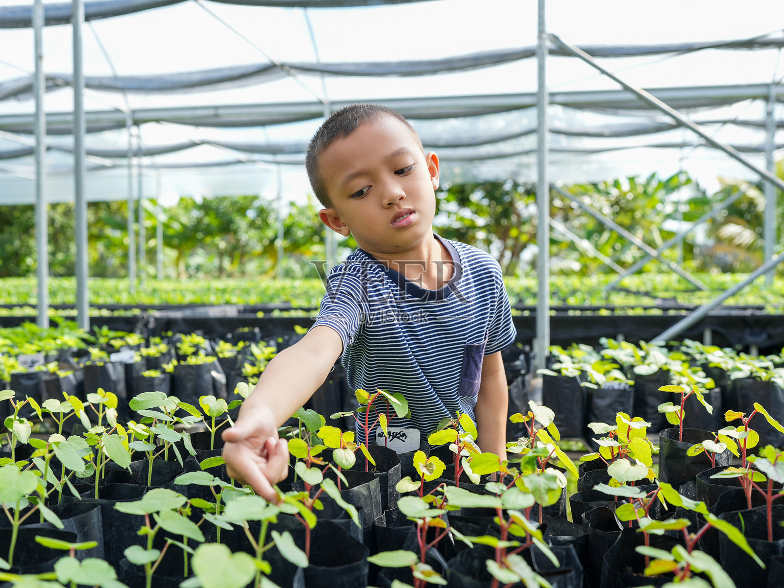 小男孩在温室里精心照料着小植物，展现出与大自然的 nurturing 联系。生机勃勃的绿植和整齐排列的幼苗营造出宁静的氛围。照片摄影图片