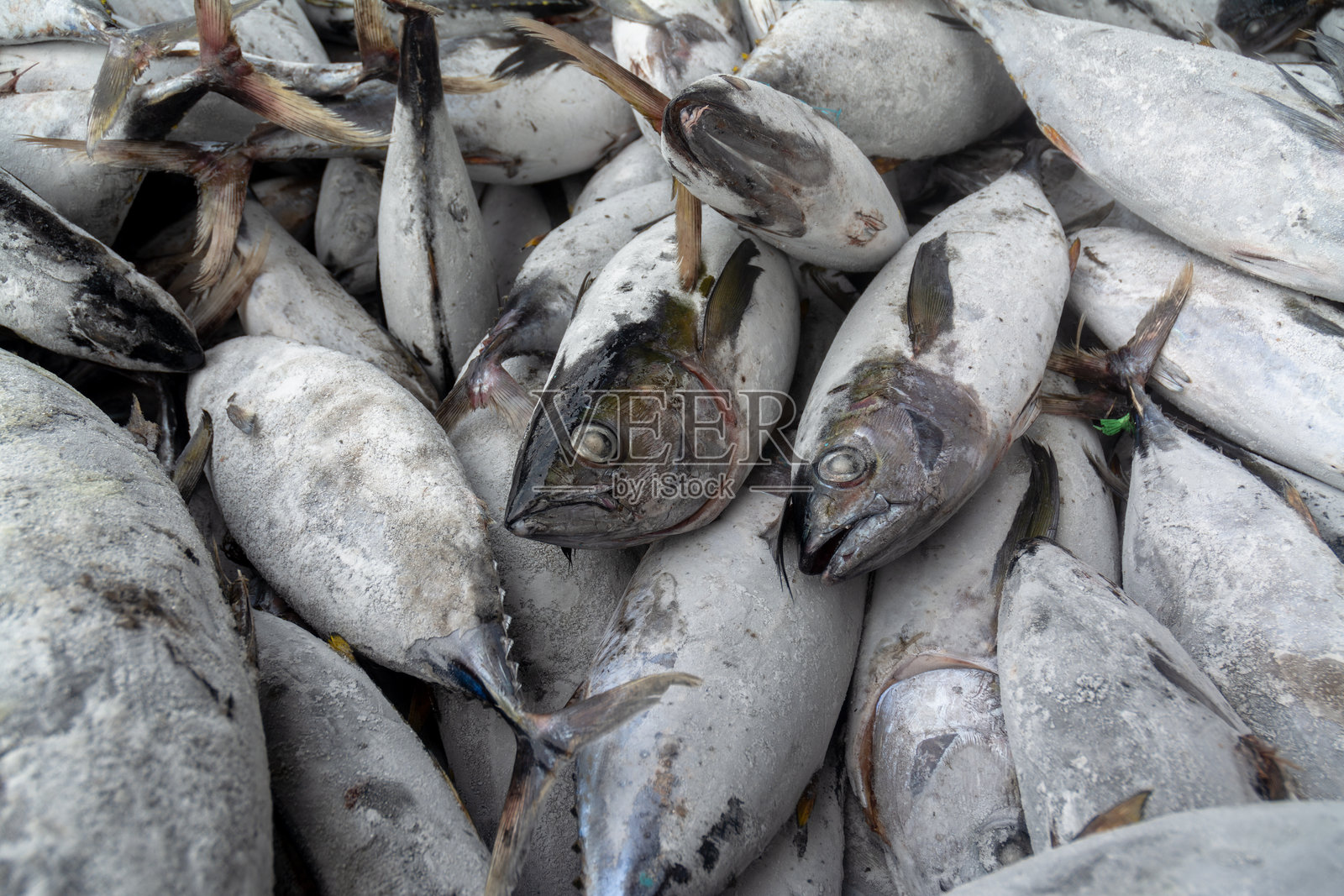 冷冻鲭鱼金枪鱼在港口卸货区展示照片摄影图片