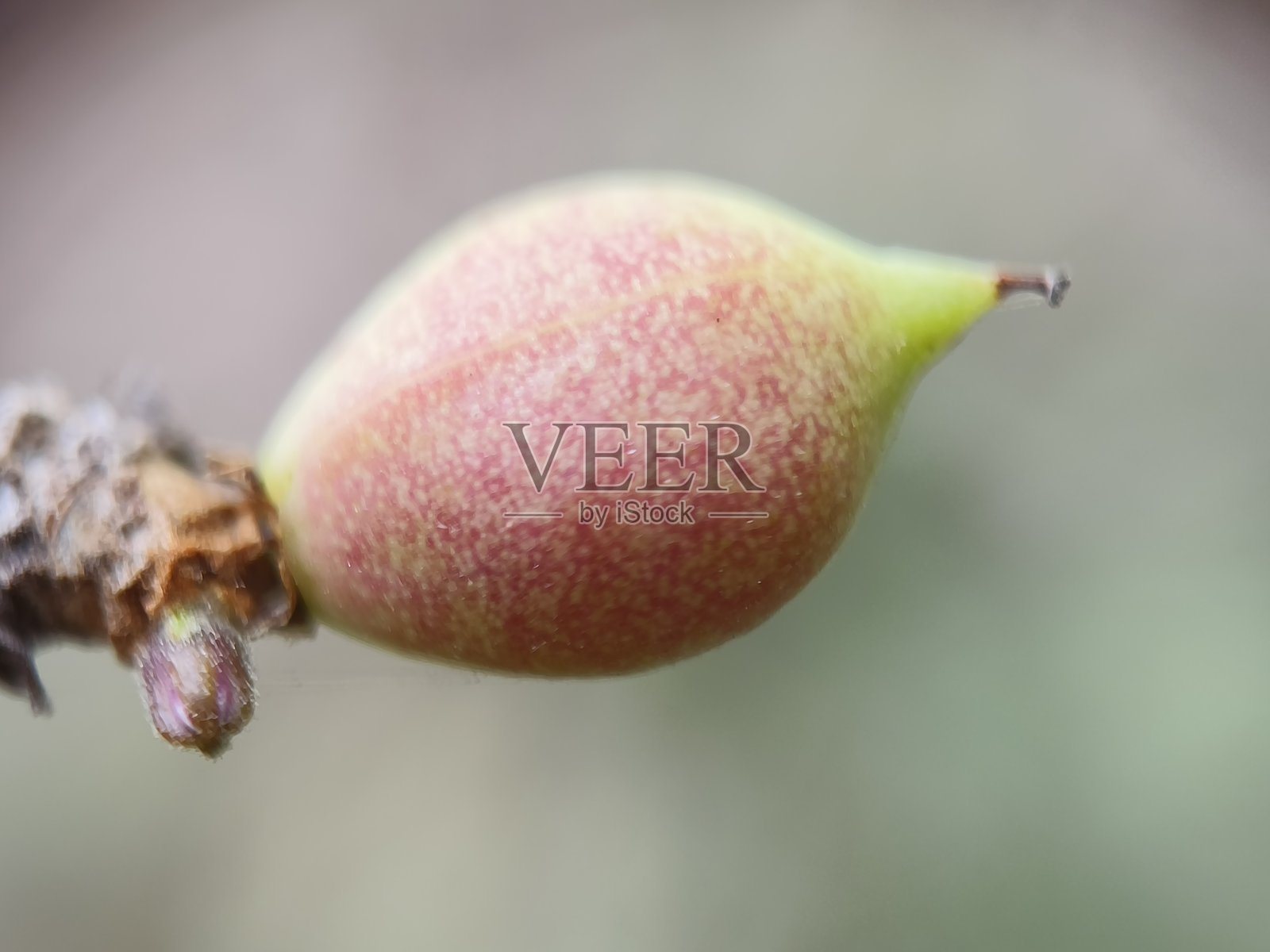 愈伤草（古格尔果）植物果实照片摄影图片