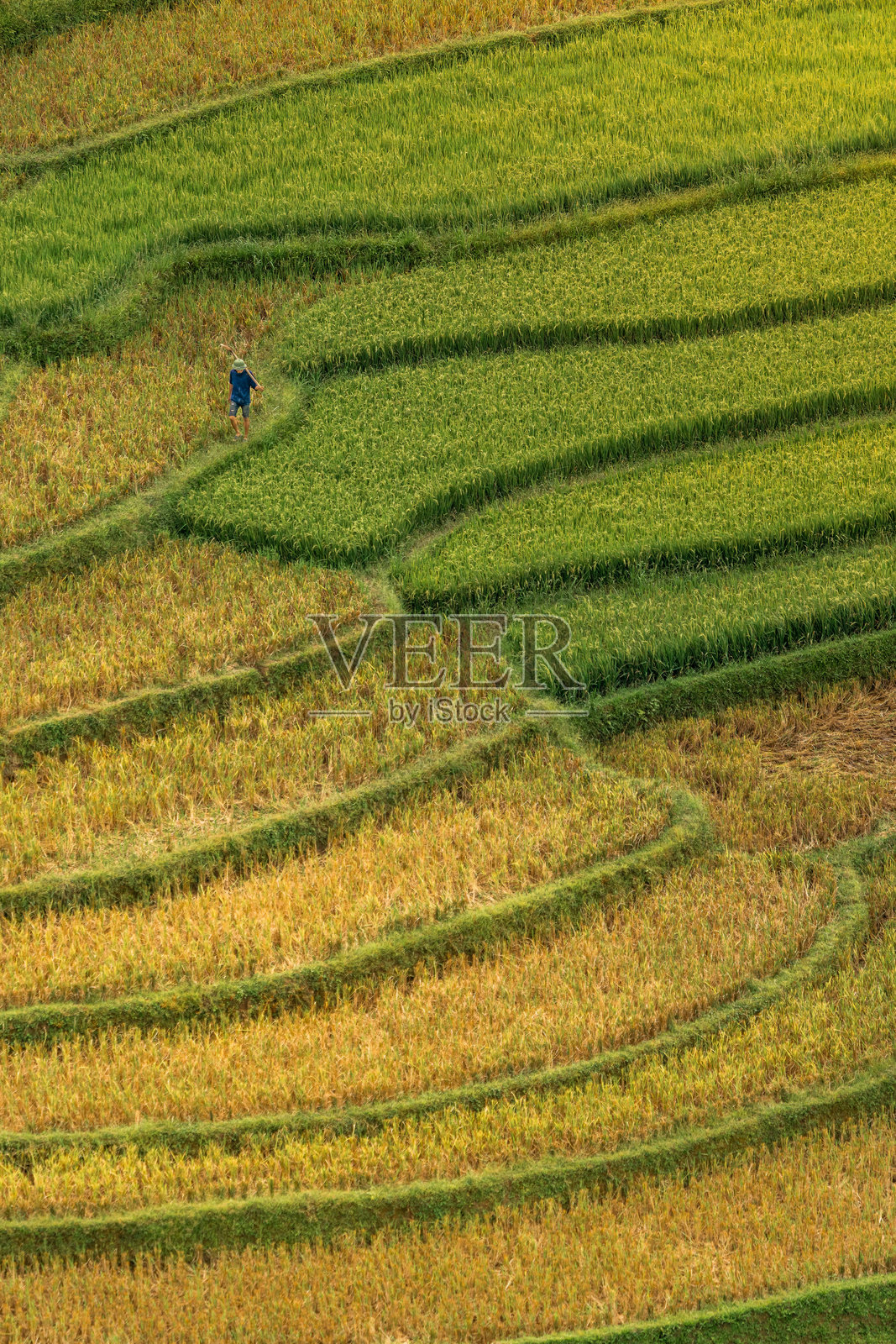 越南北部沙巴市附近木江界镇的金黄梯田的鸟瞰图。 越南安沛省丰收季节美丽的梯田。照片摄影图片
