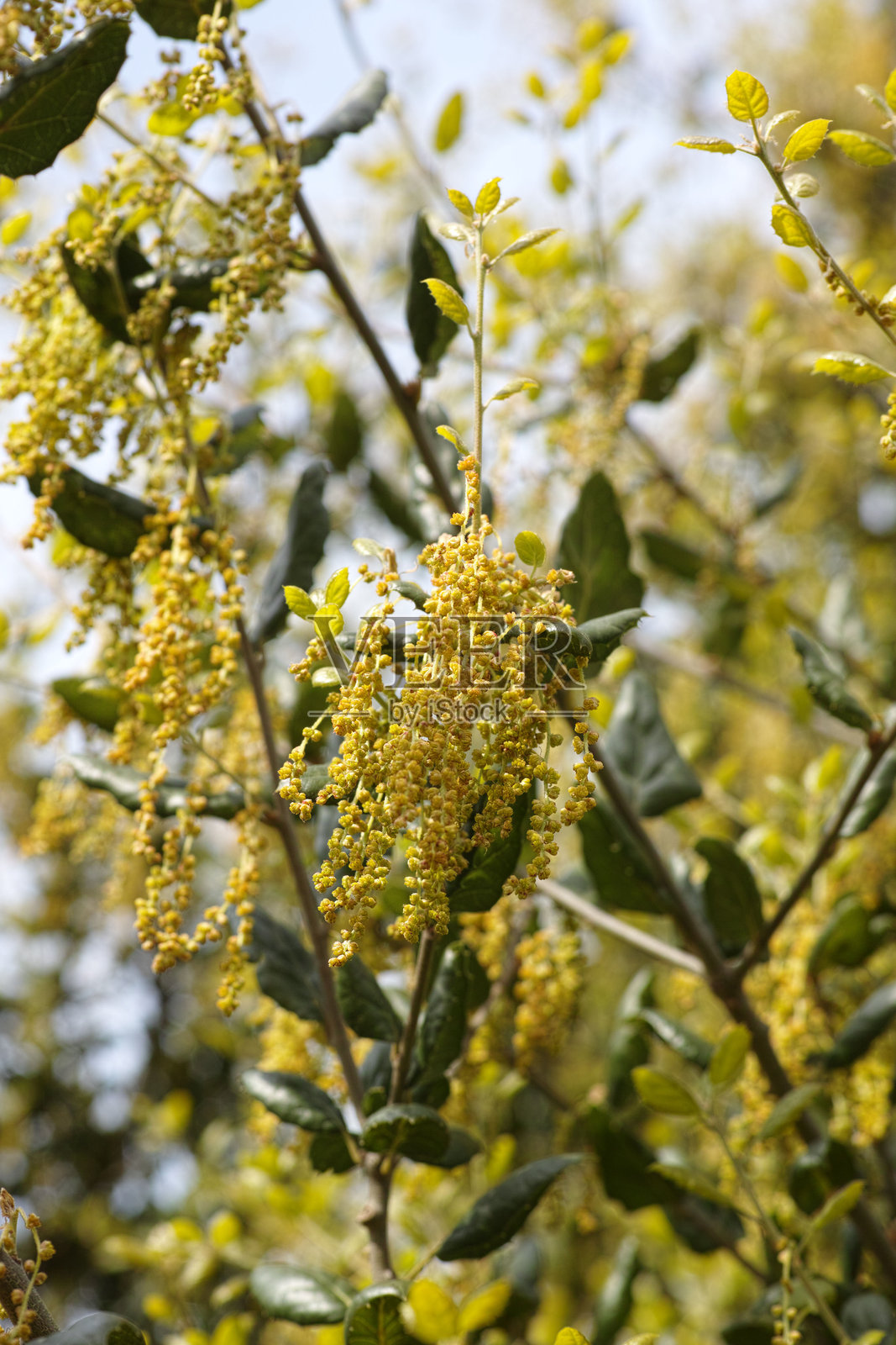 加州针栎 (Quercus agrifolia)照片摄影图片