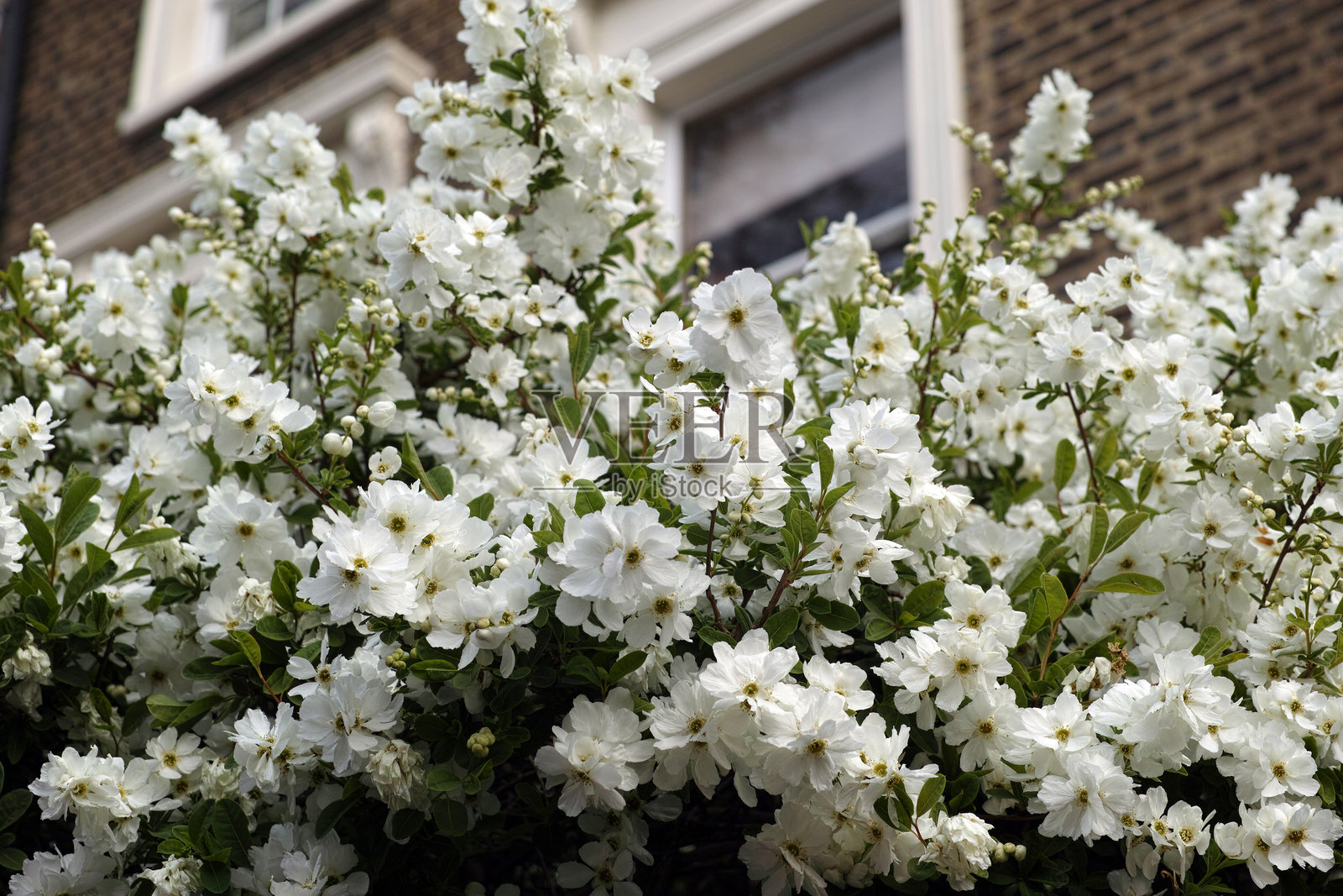 Exochorda × macrantha 'Niagara'（珍珠花 '尼亚加拉'）照片摄影图片