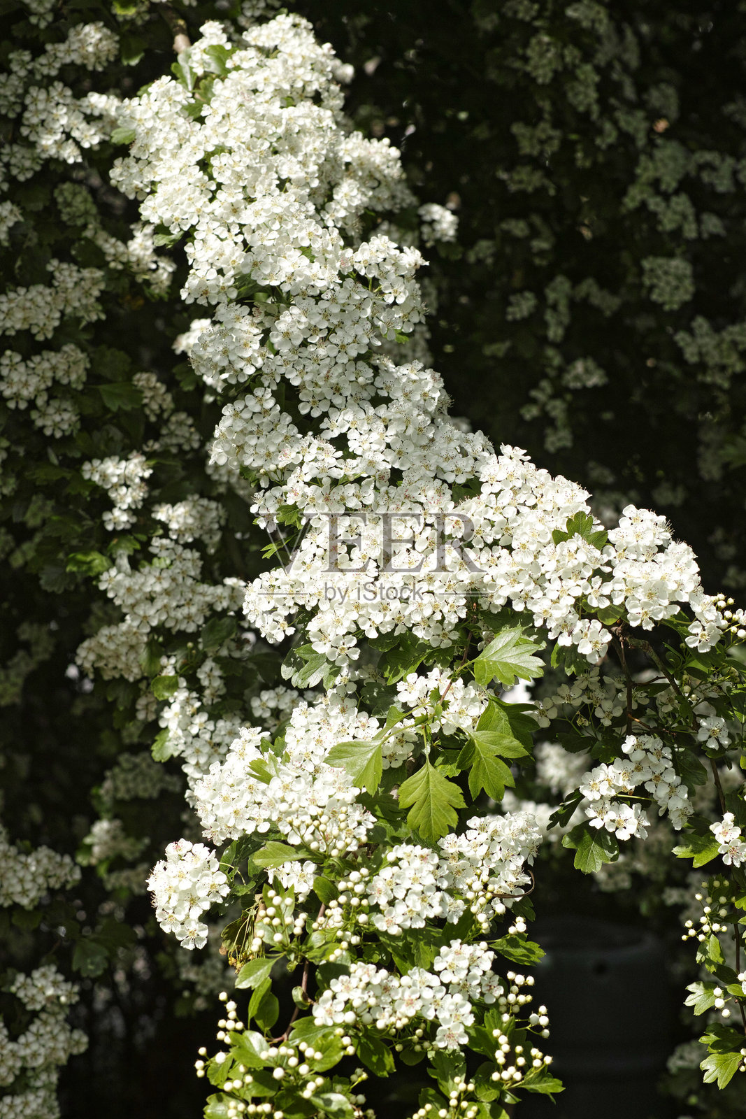 普通山楂花 (Crataegus monogyna)照片摄影图片