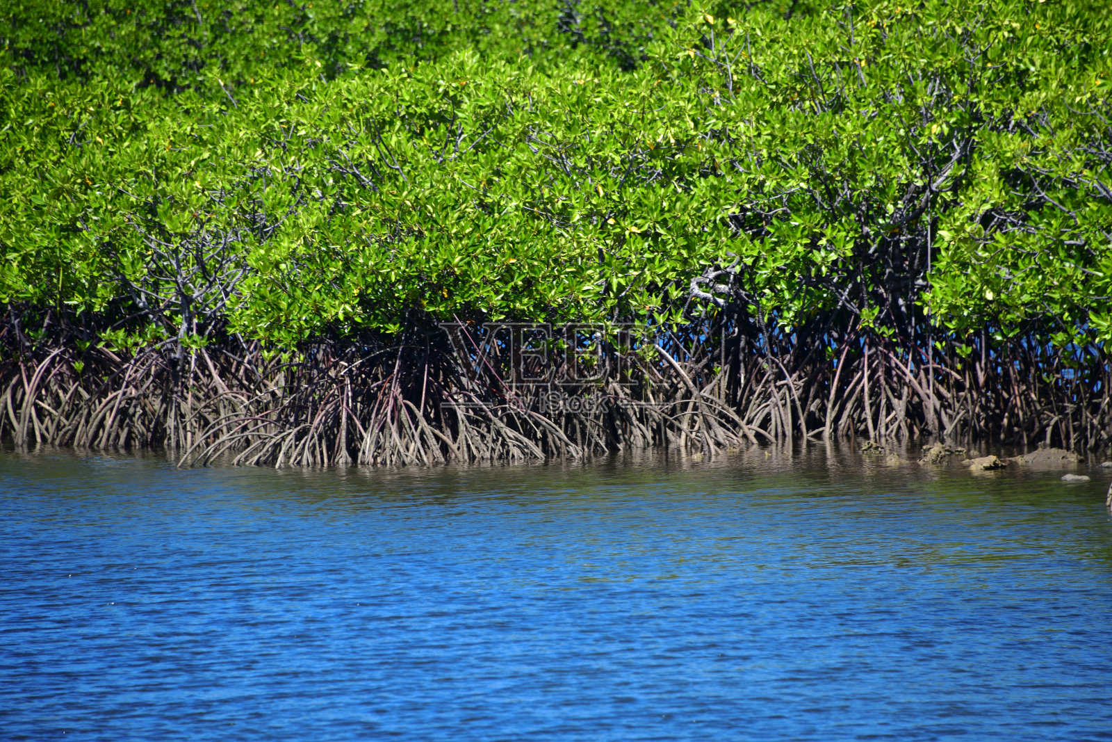 Palau 帕劳 巴别岛岛西北海岸的 Ngebuked 地区红树林——具有支柱根的红海榄（Rhizophora mucronata）照片摄影图片