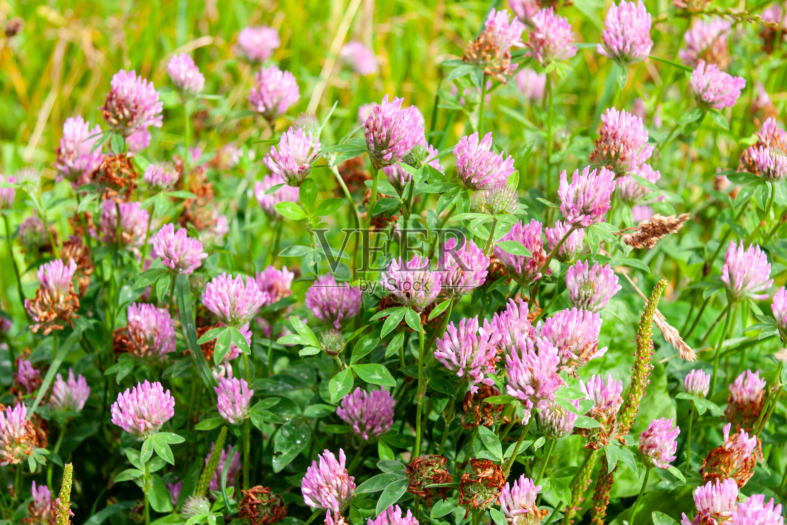 夏日里，英国乡村什鲁普郡乡间野外盛开的美丽粉色三叶草照片摄影图片
