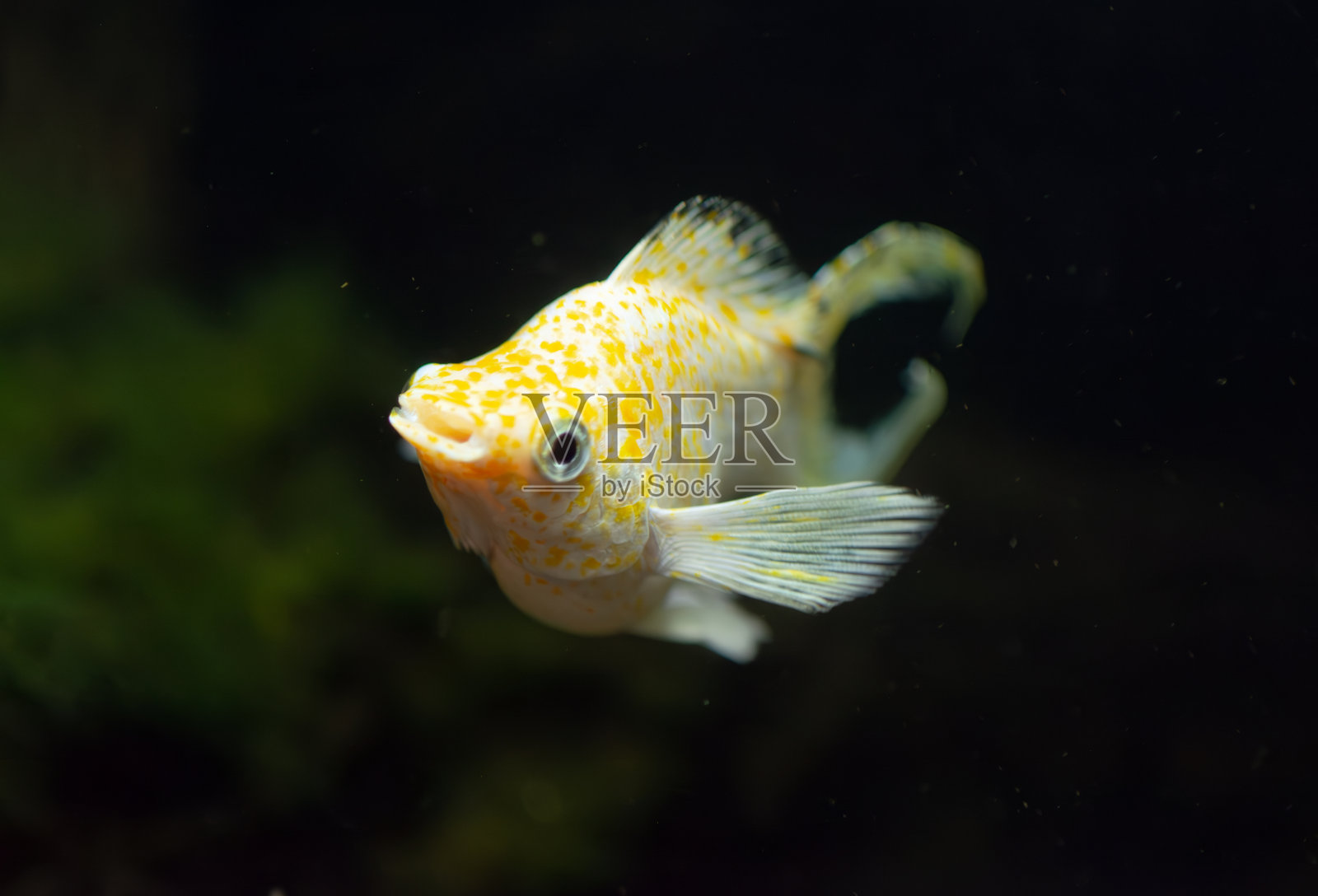 金鱼在干净的鱼缸里优雅地游动照片摄影图片