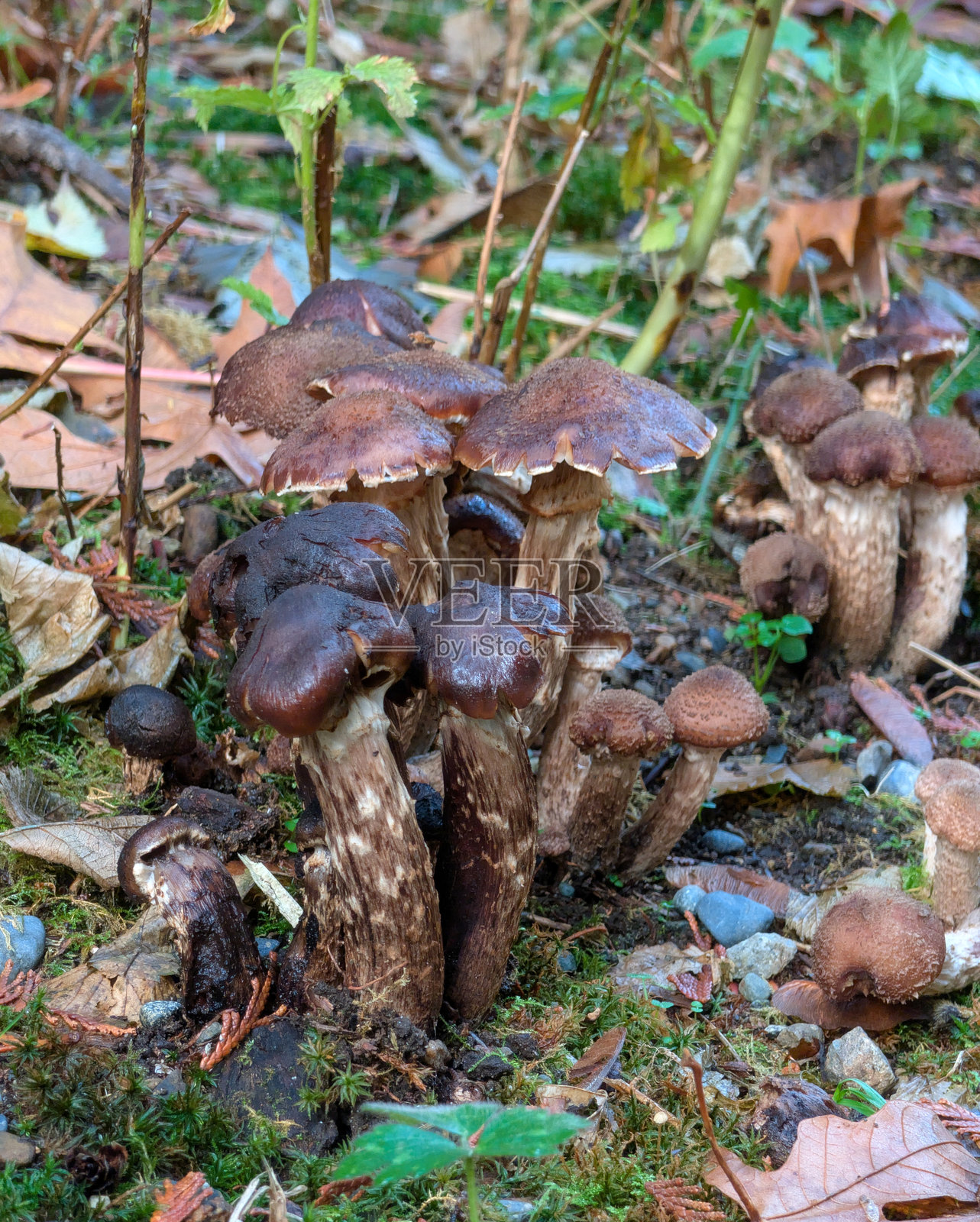 加拿大西海岸雨林中的蘑菇照片摄影图片