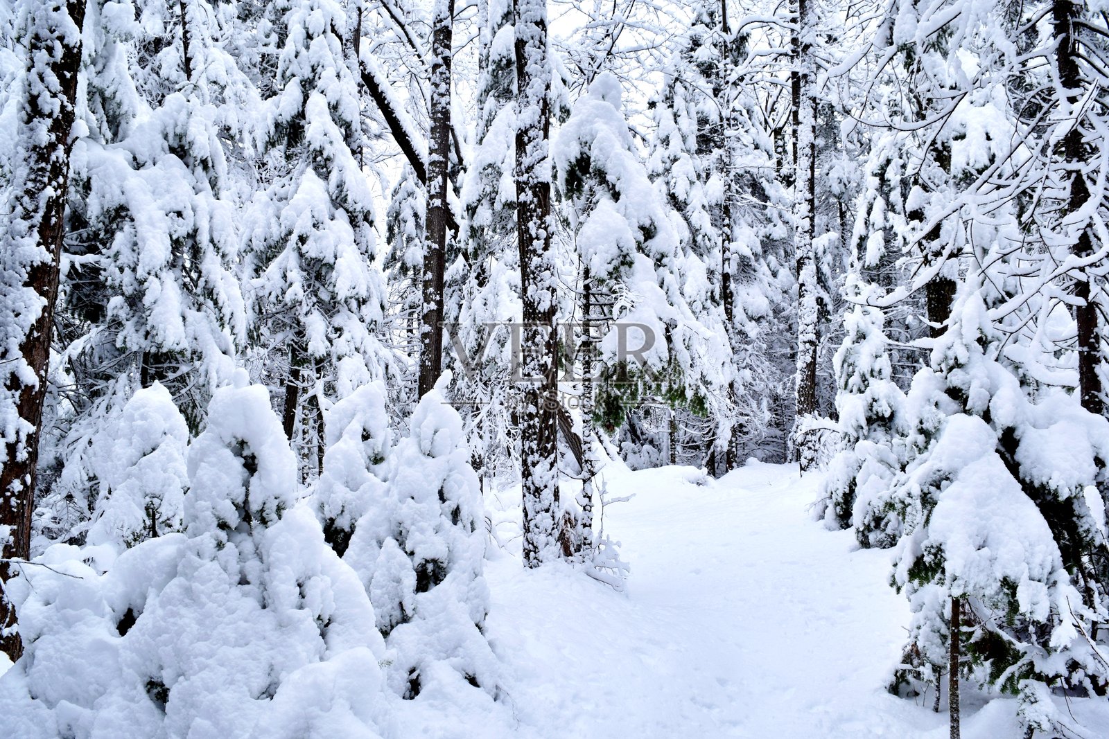 加拿大魁北克冬季风光照片摄影图片
