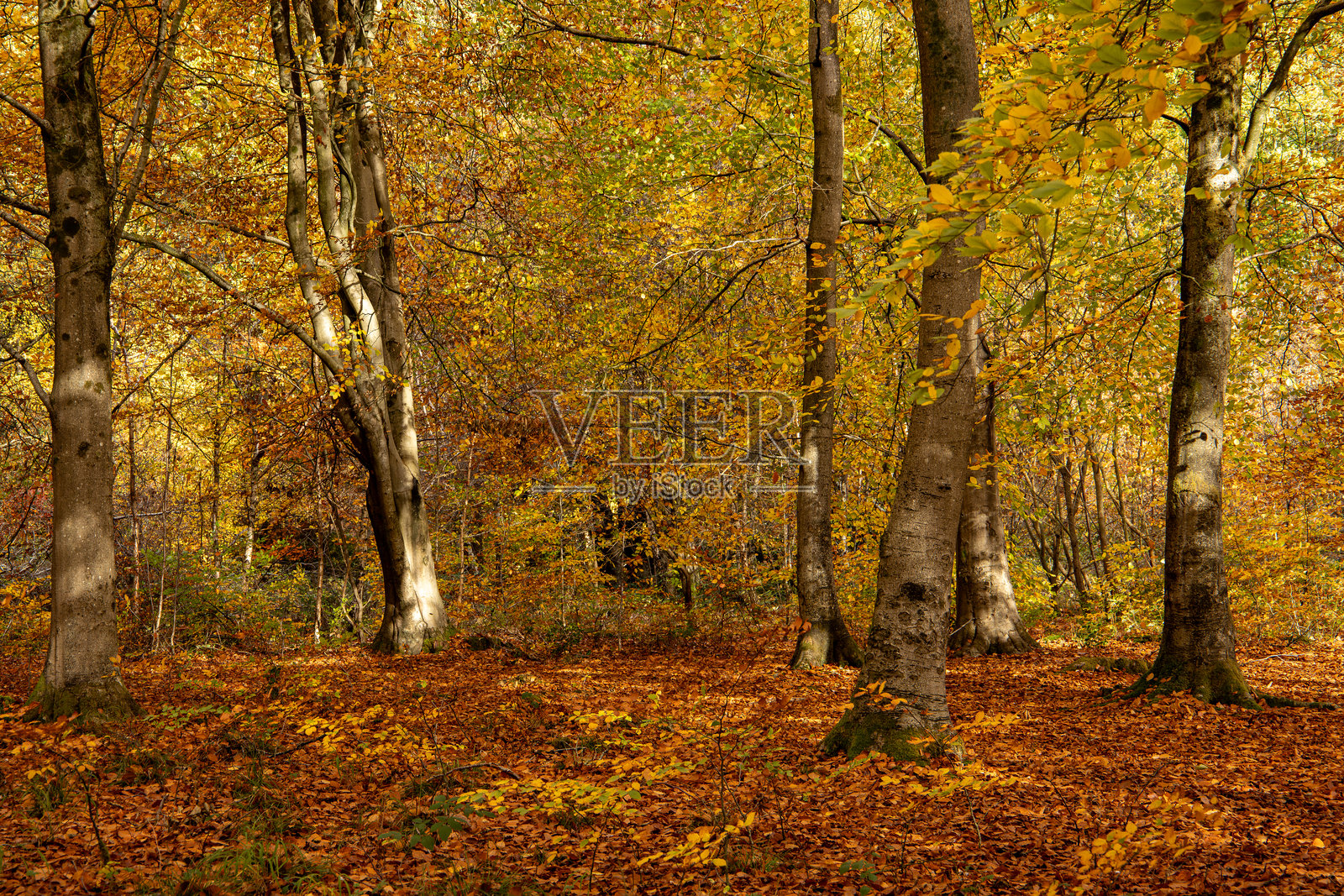 阳光温暖，宁静的森林景象，高大的树木和金黄的秋叶覆盖着林地照片摄影图片