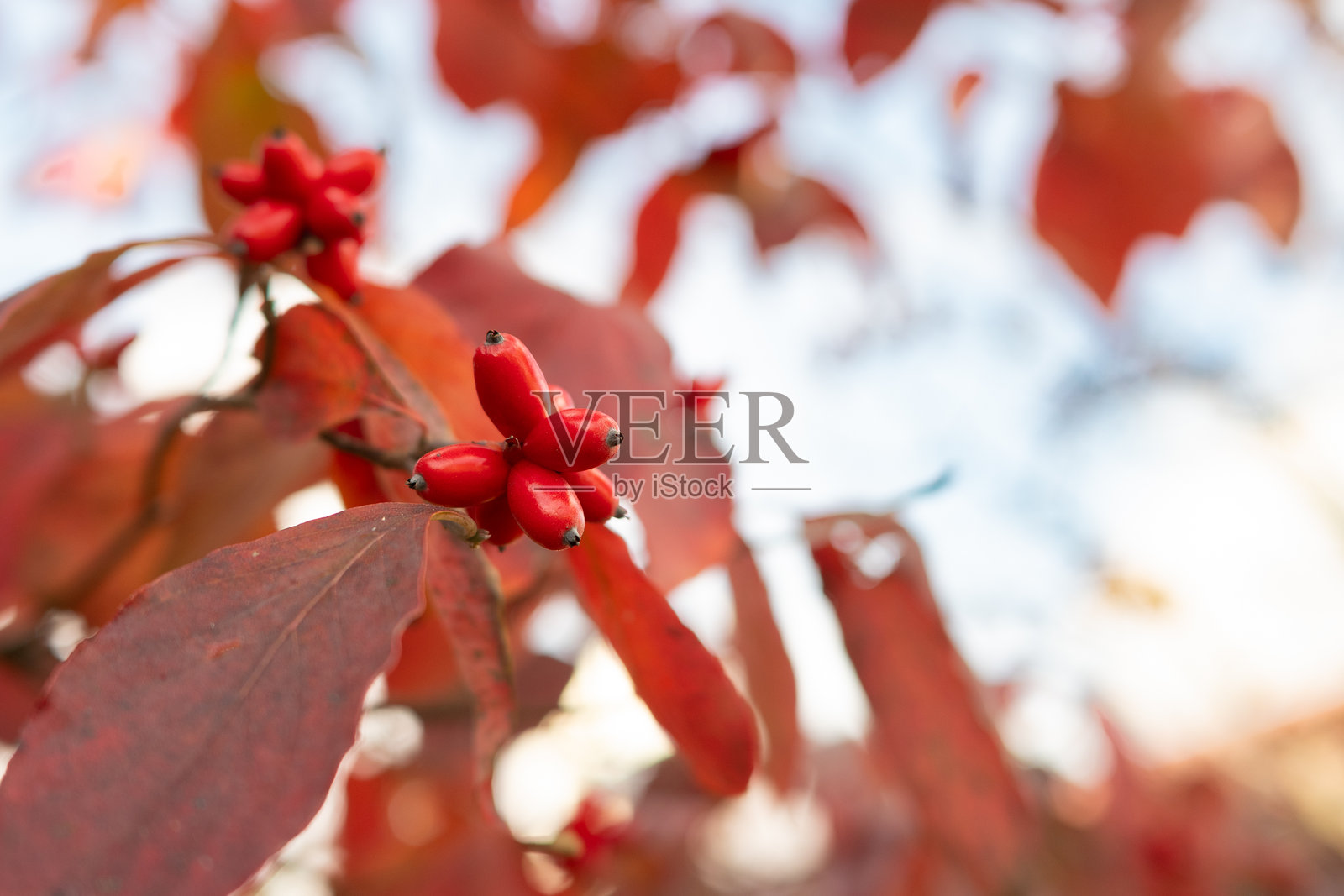 秋季山茱萸的红色果实和叶子。照片摄影图片