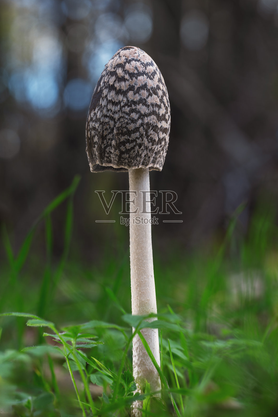 斑点墨汁菇，也被称为喜鹊蘑菇，是森林里的毒蘑菇。照片摄影图片