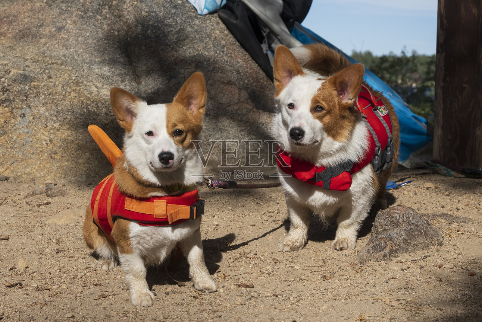 双胞胎狗狗照片摄影图片