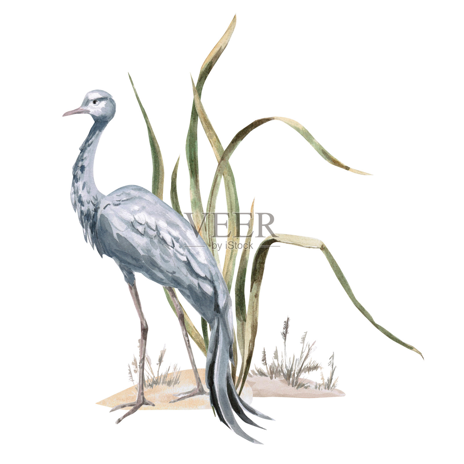 一只非洲灰鹤在草丛中。孤立的水彩插画，适用于旅行手册、网站、产品设计、服装印刷、企业品牌和室内设计。插画图片素材