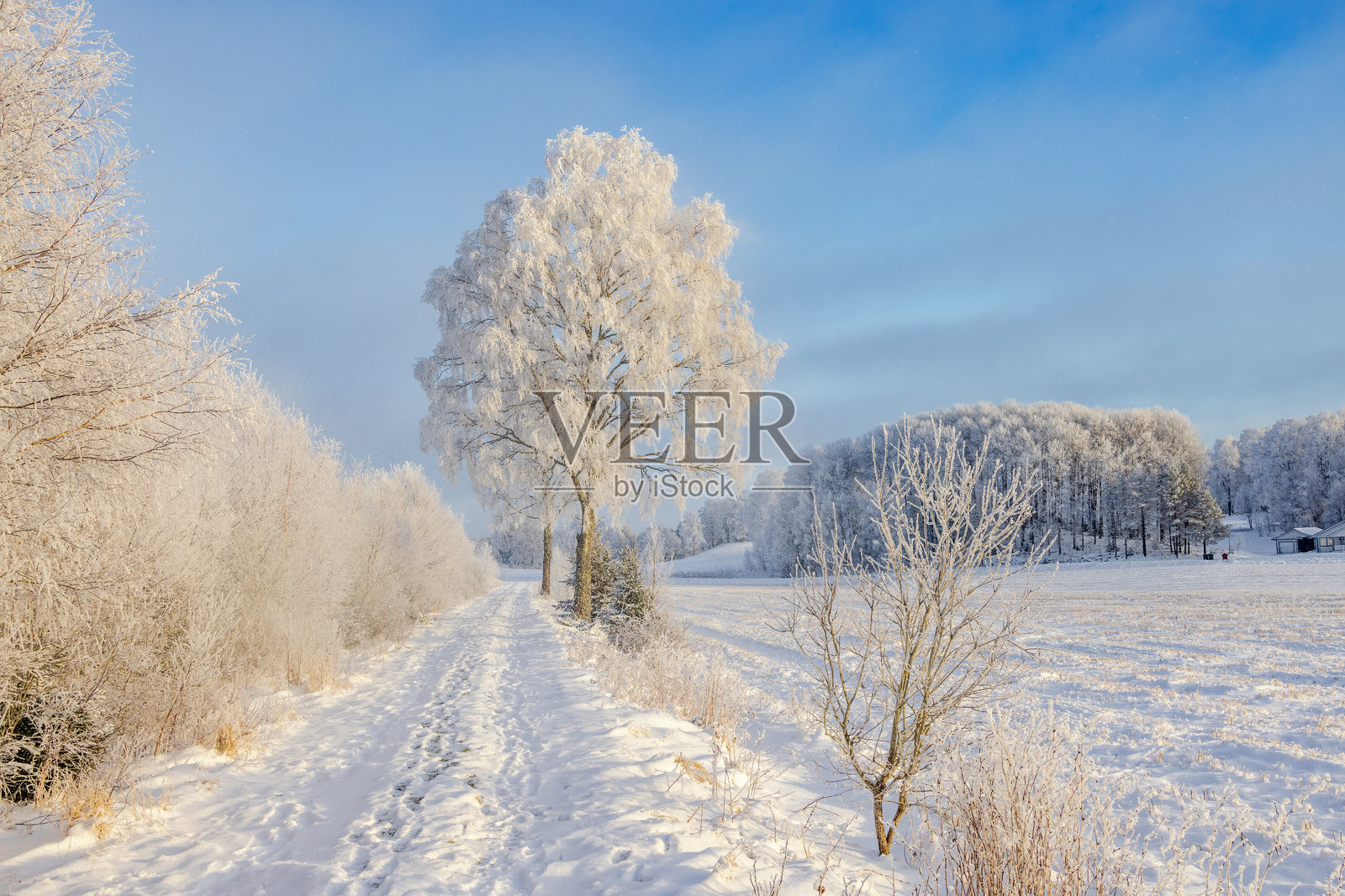 阳光明媚的冬日，一条小路旁，树上覆盖着雪和霜照片摄影图片