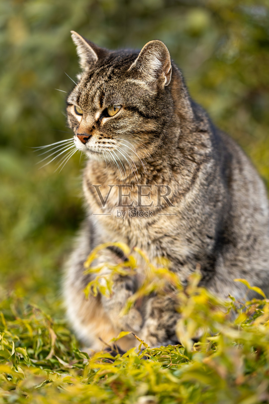 一只虎斑猫坐在户外的绿色植物中，警惕地看着镜头外的东西照片摄影图片