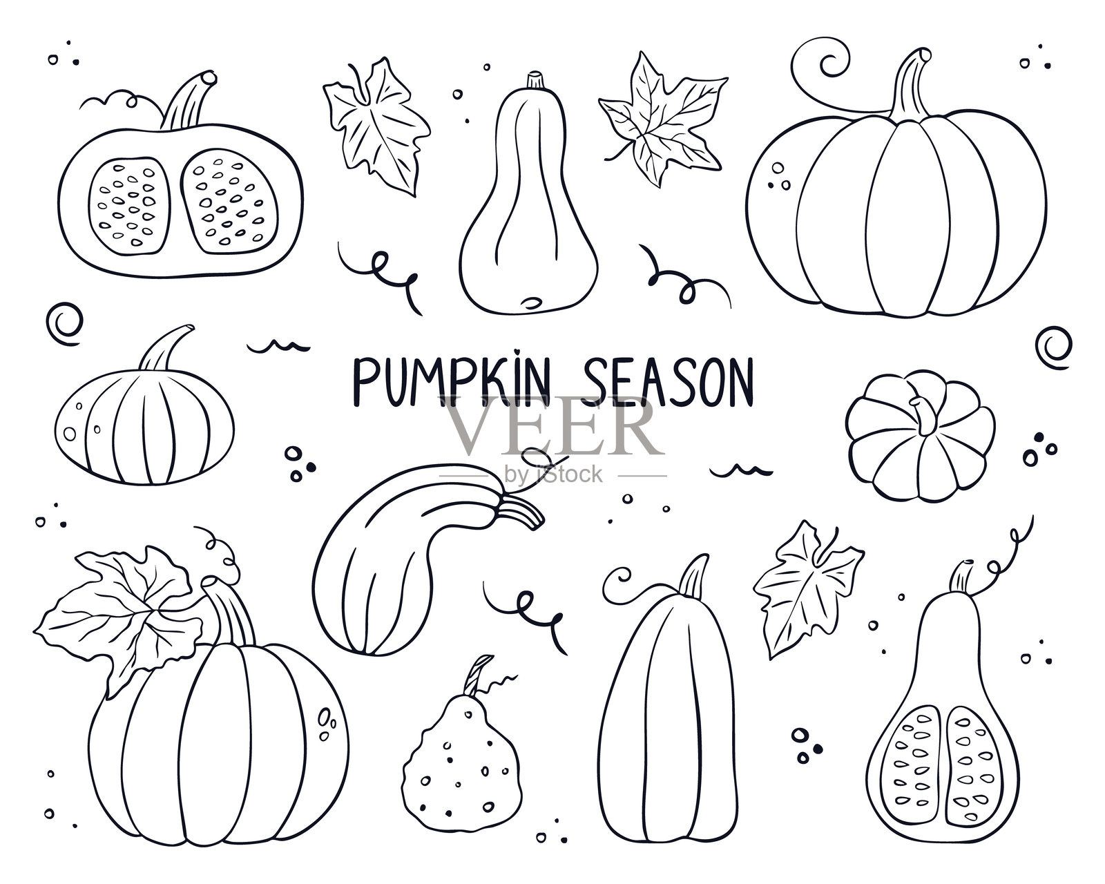 一套涂鸦风格的南瓜和叶子。非常适合秋季设计、万圣节和感恩节设计、季节问候、装饰和健康饮食概念。矢量图插画图片素材