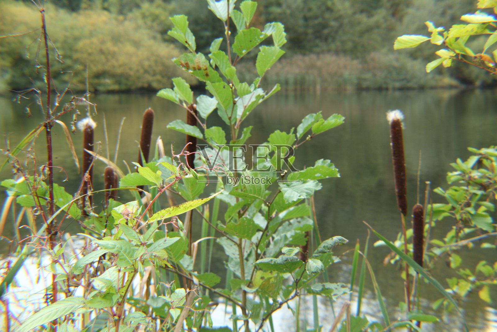 植物在水中的倒影照片摄影图片