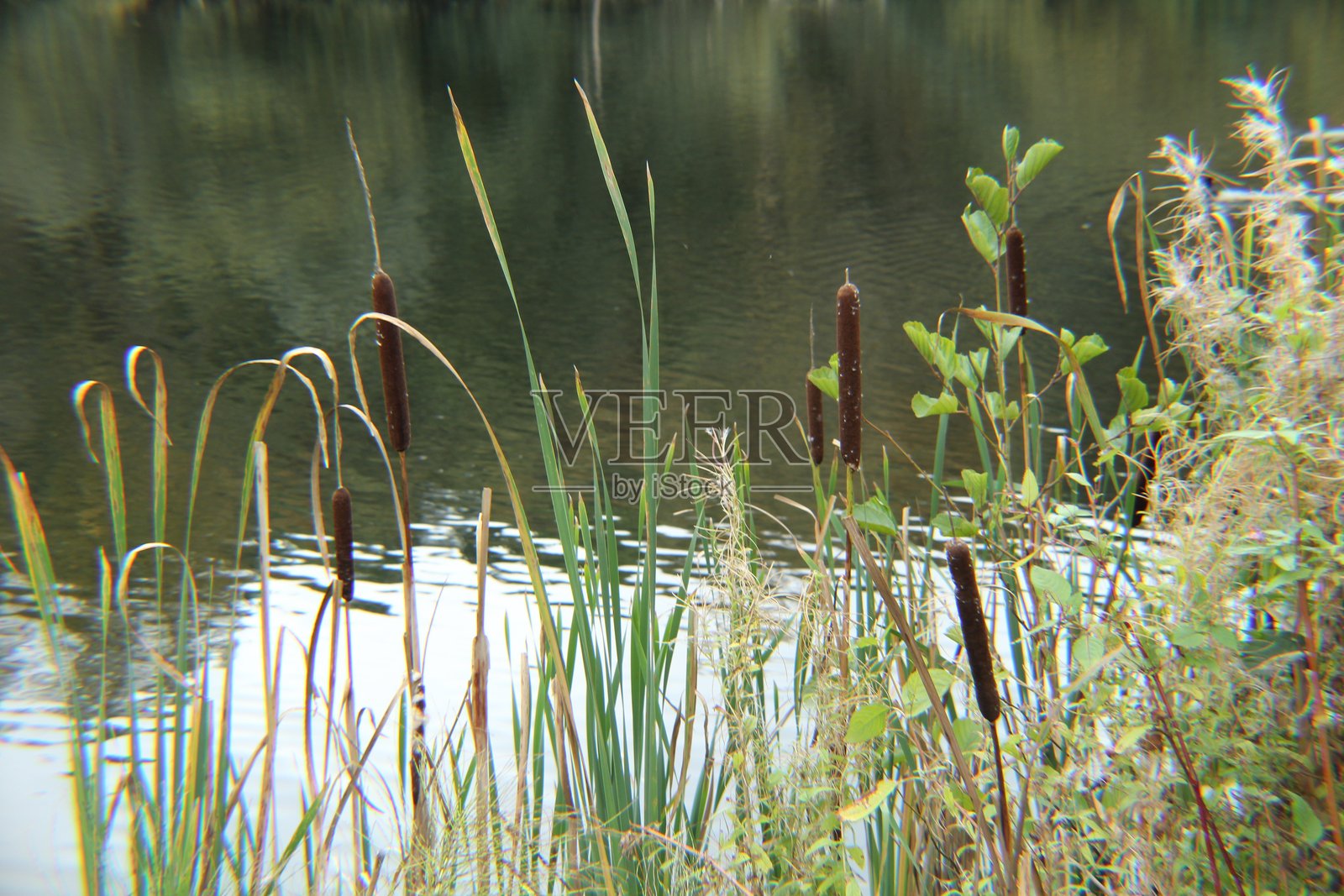 各种植物的水面倒影照片摄影图片