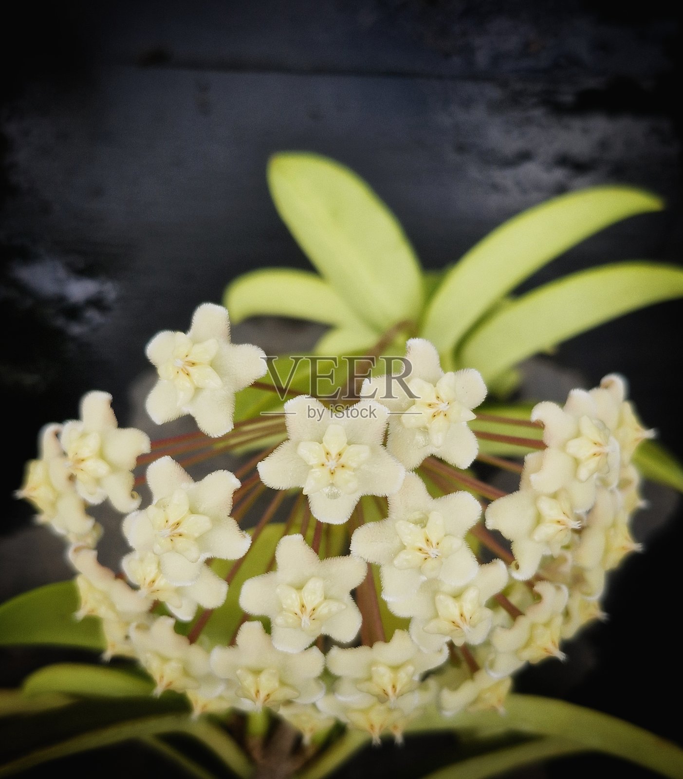 白龙 Hoya Pubicalyx照片摄影图片