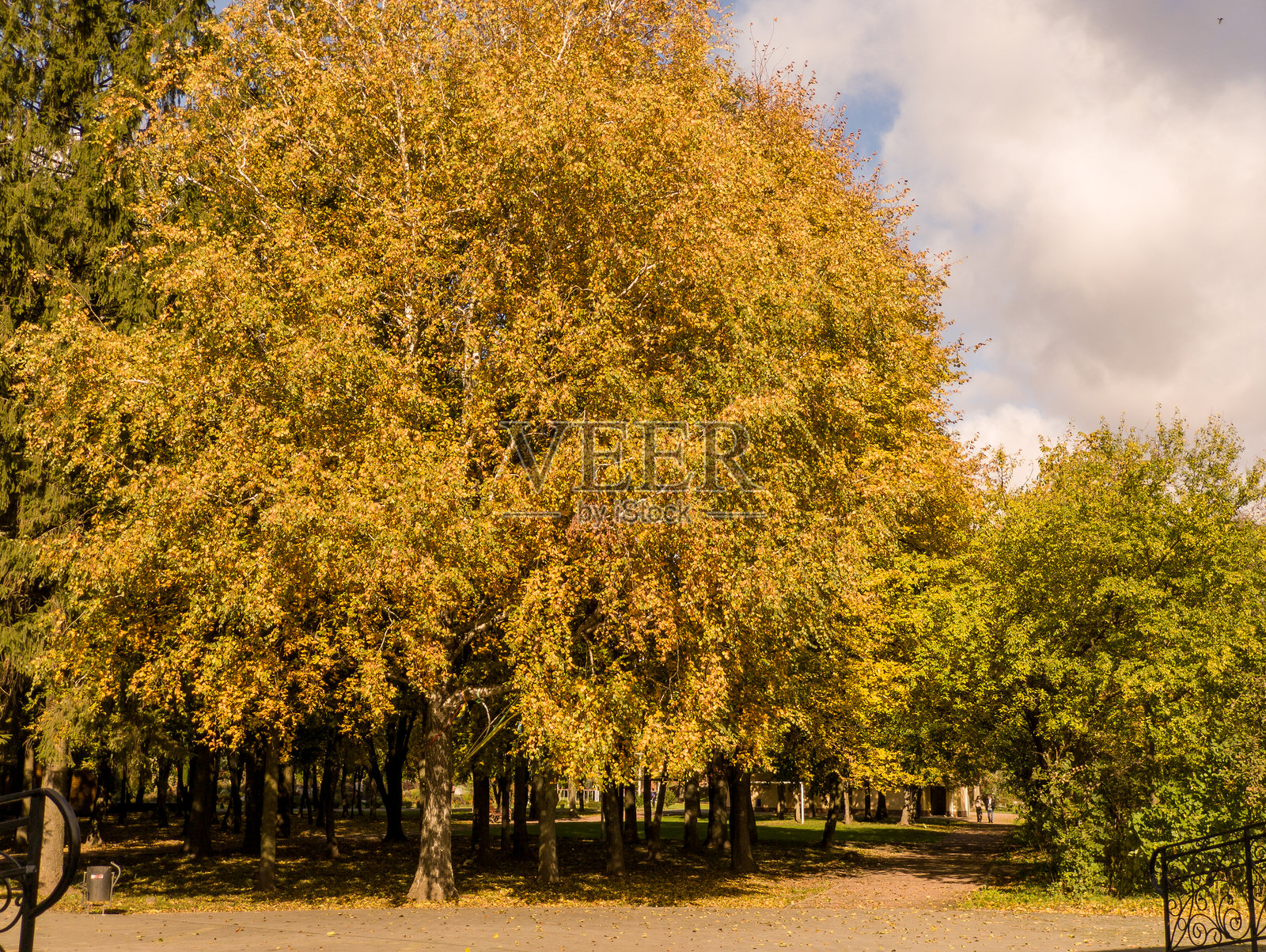 公园里种满了黄叶的树木照片摄影图片