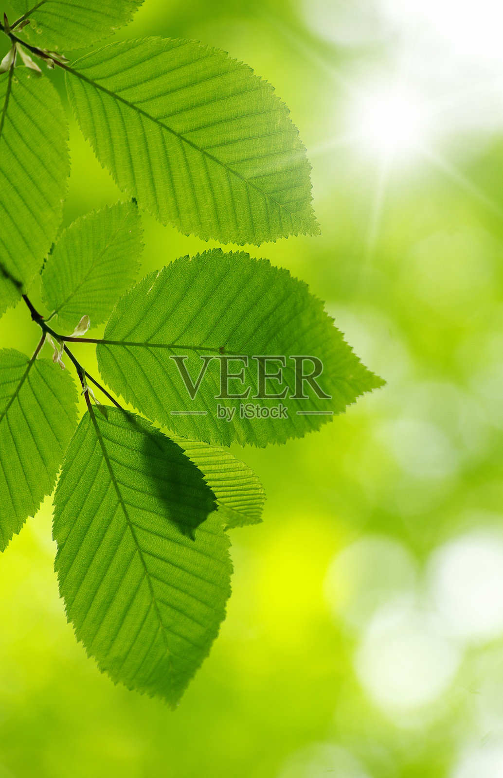 绿叶照片摄影图片