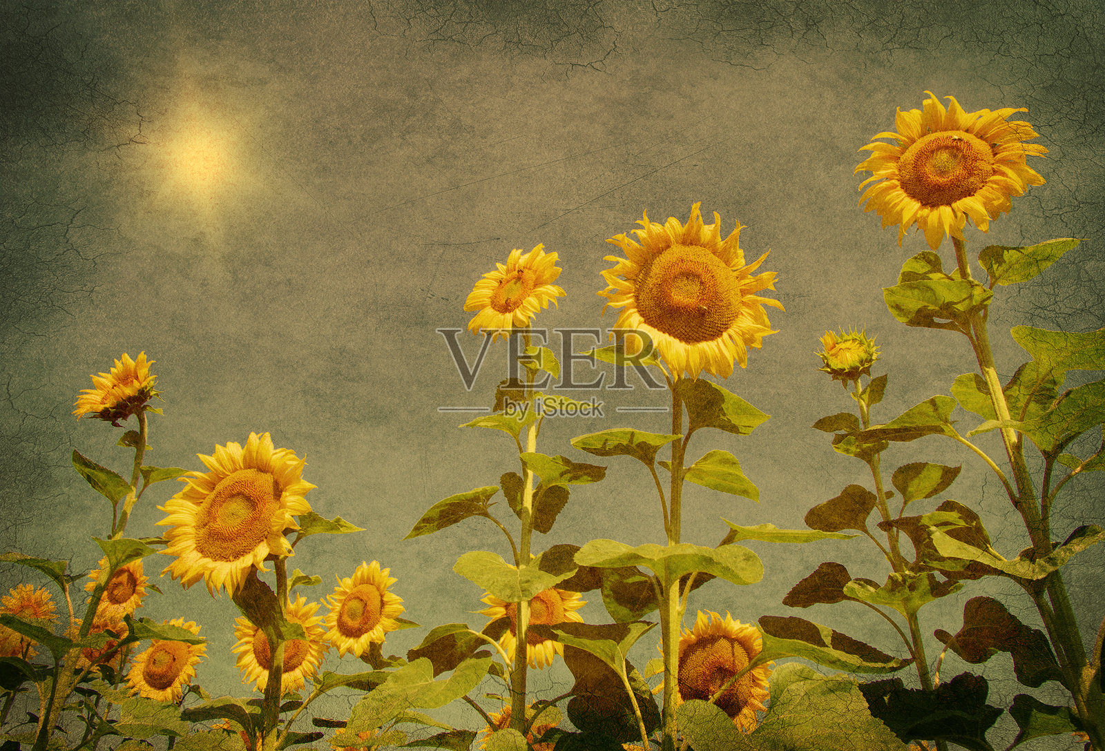 复古向日葵田照片摄影图片