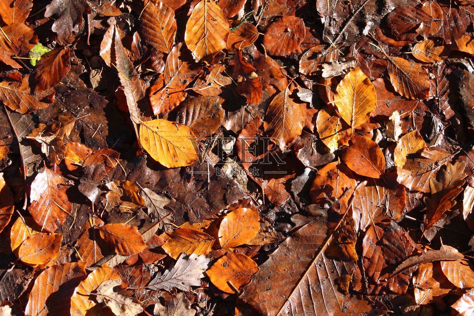 英国林地秋色的特写照片照片摄影图片