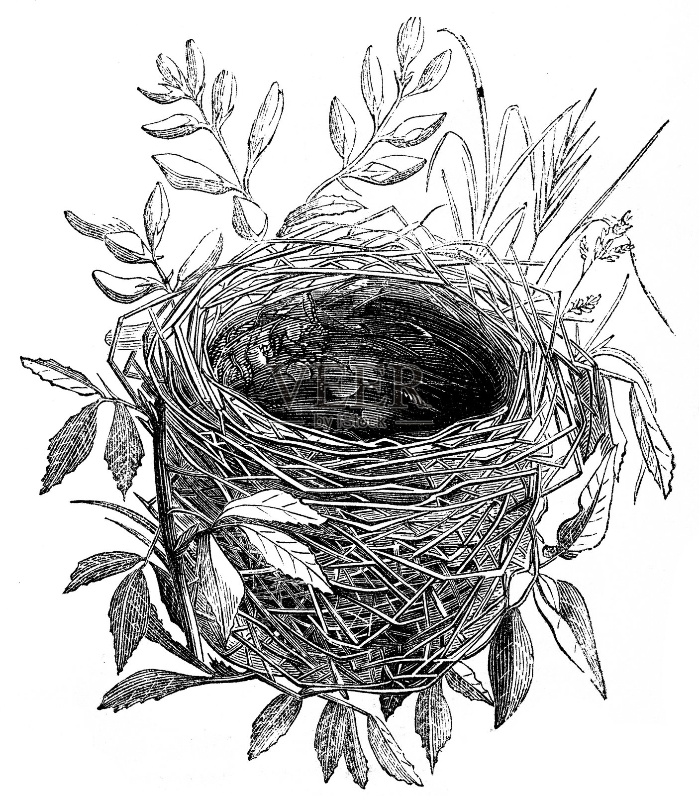 芦苇莺的巢插画图片素材