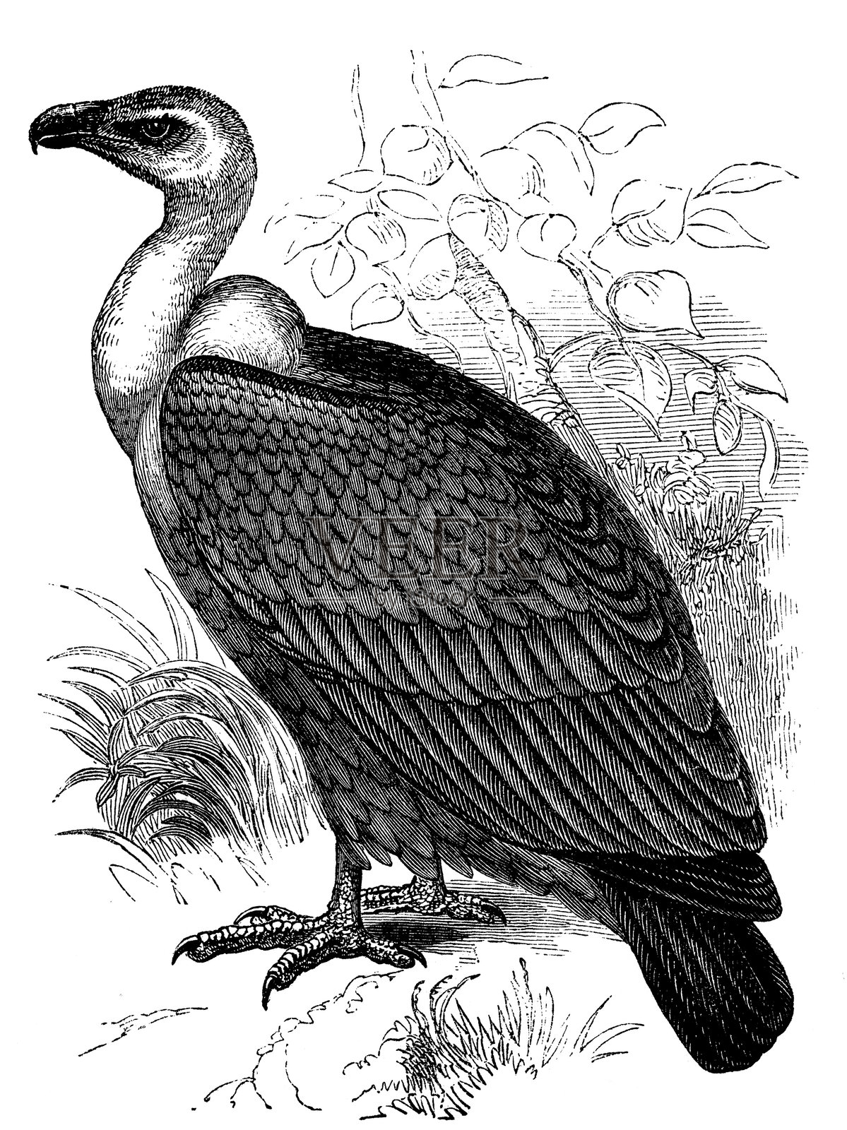 印度兀鹫插画图片素材