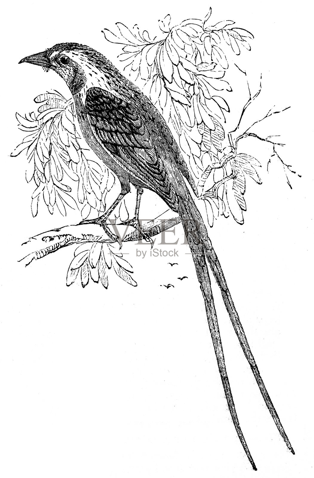 坎宁安灌丛伯劳插画图片素材