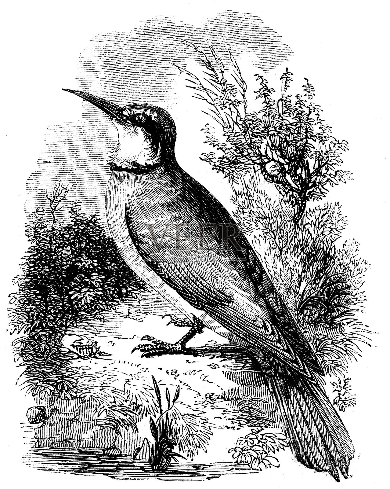 蜂虎插画图片素材