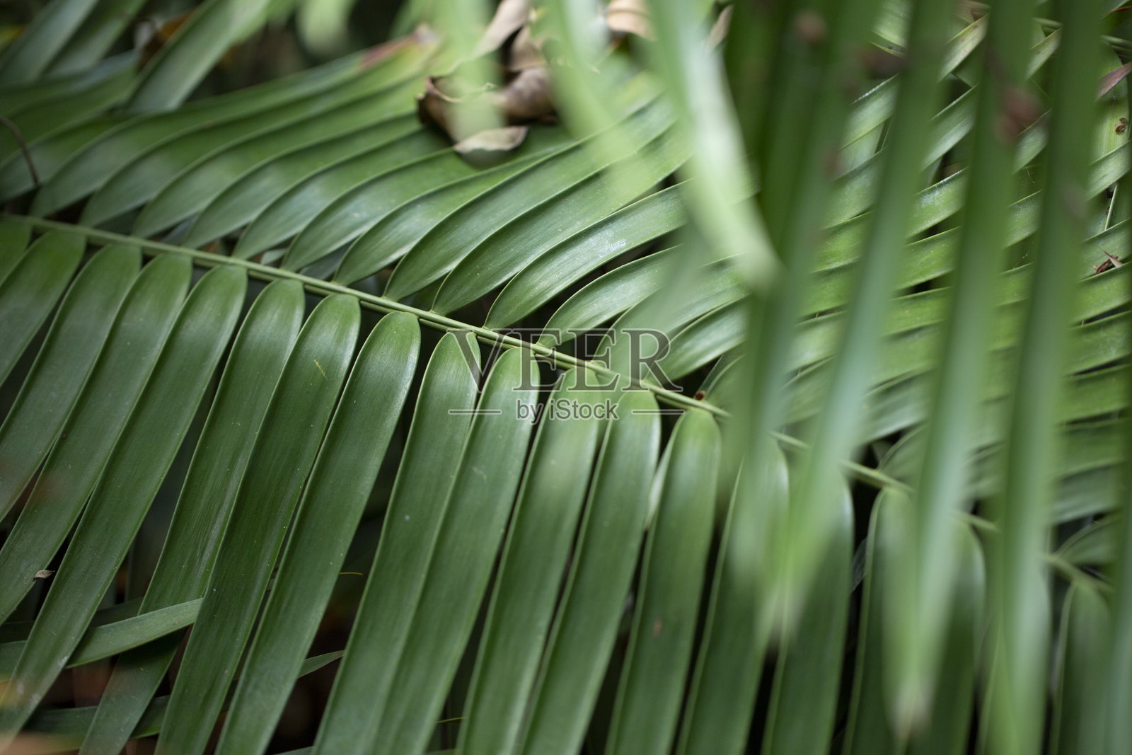 绿叶枝繁照片摄影图片